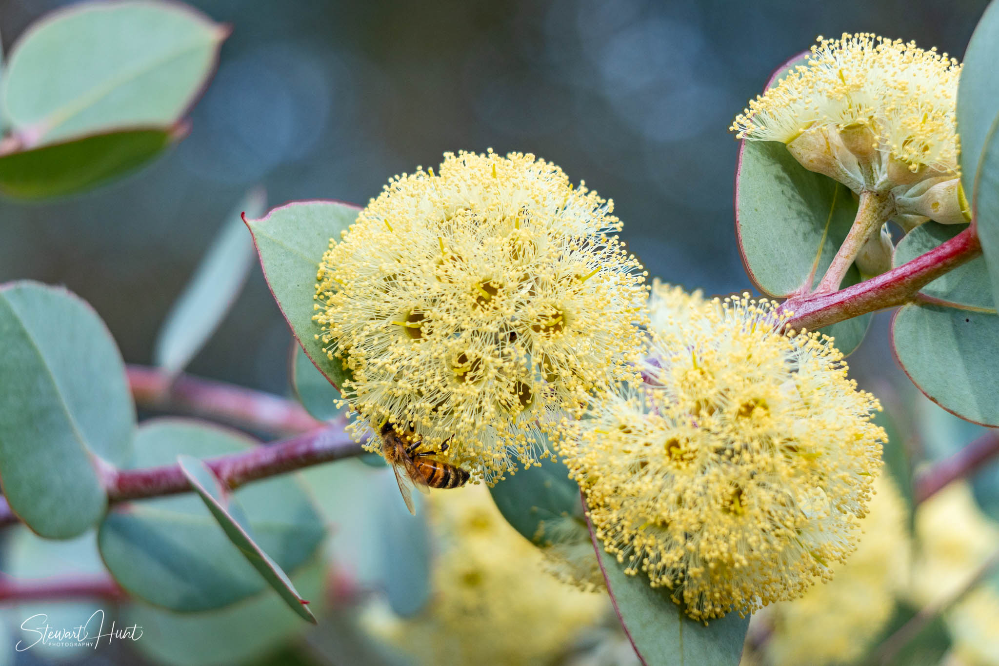 Melton Botanic Gardens A6500 4502