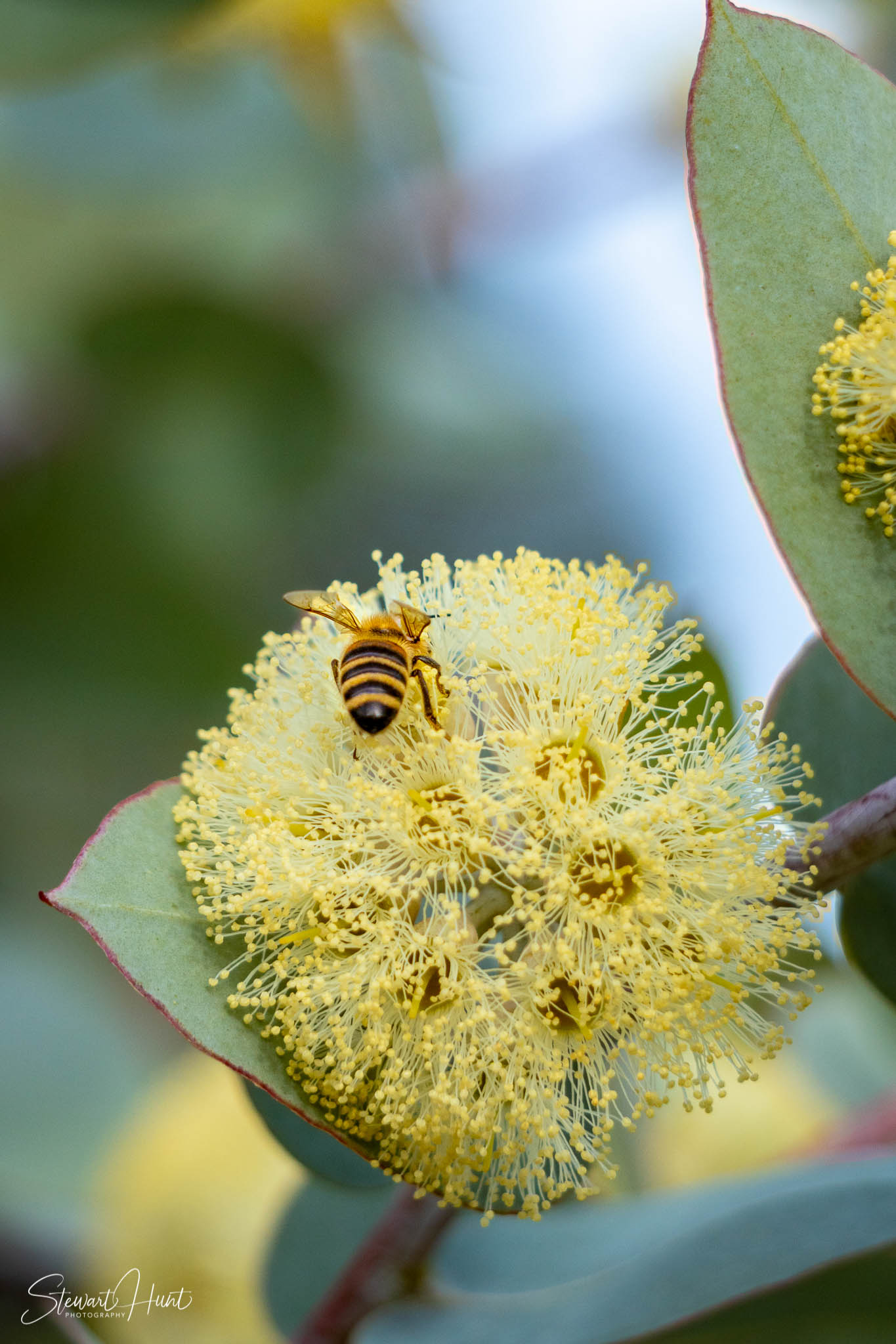Melton Botanic Gardens A6500 4503
