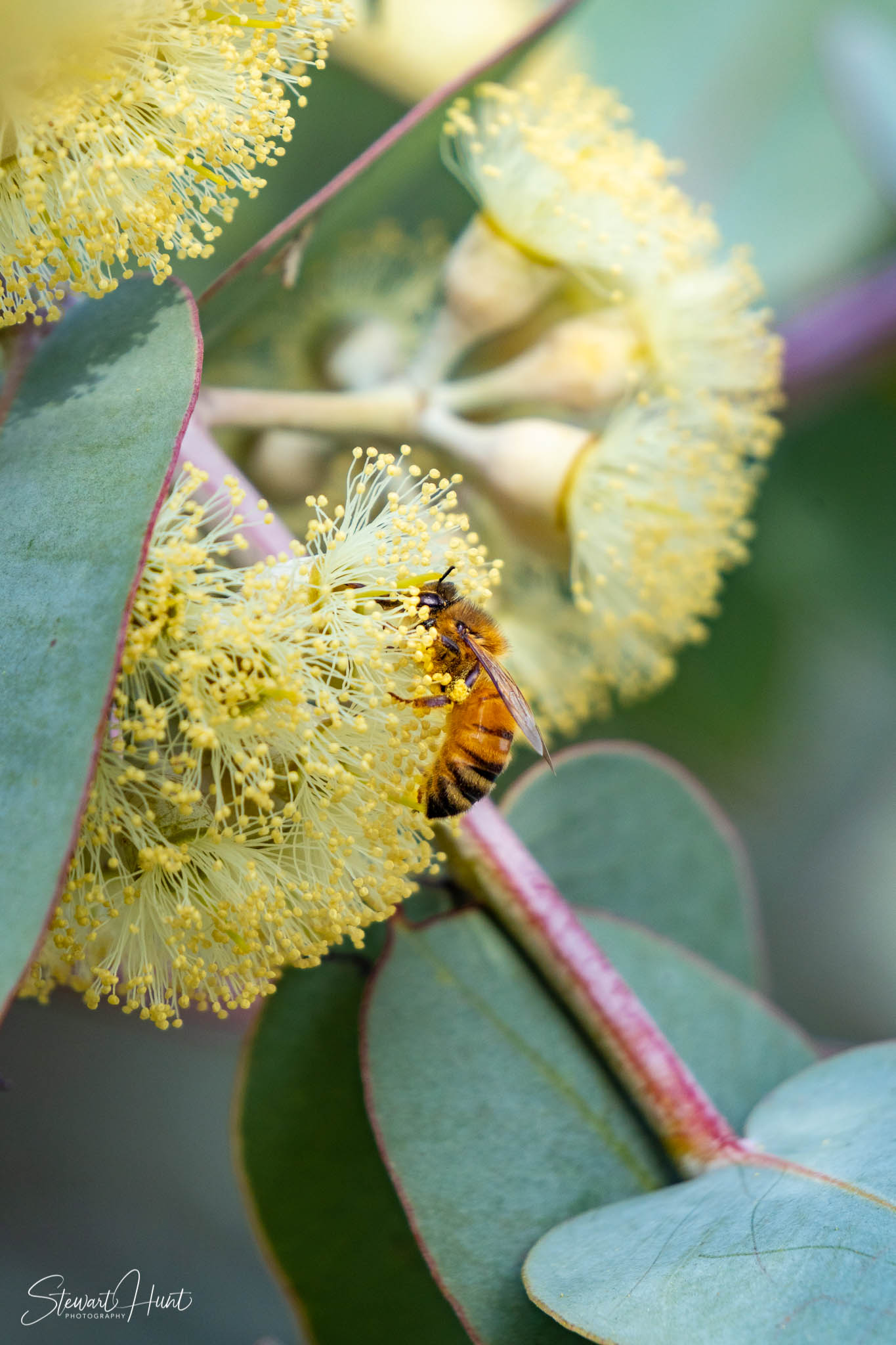 Melton Botanic Gardens A6500 4505