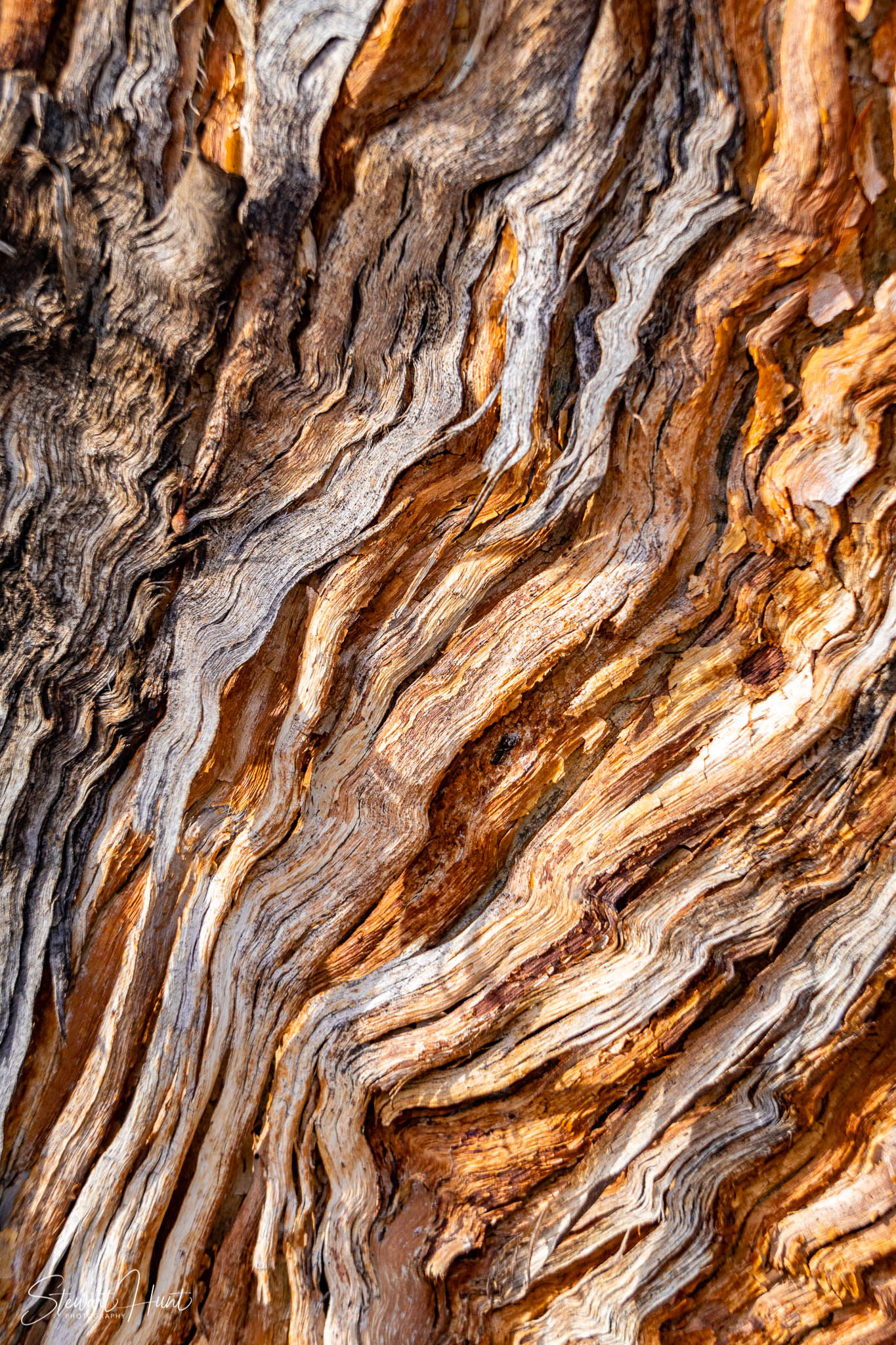 Melton Botanic Gardens A6500 4510