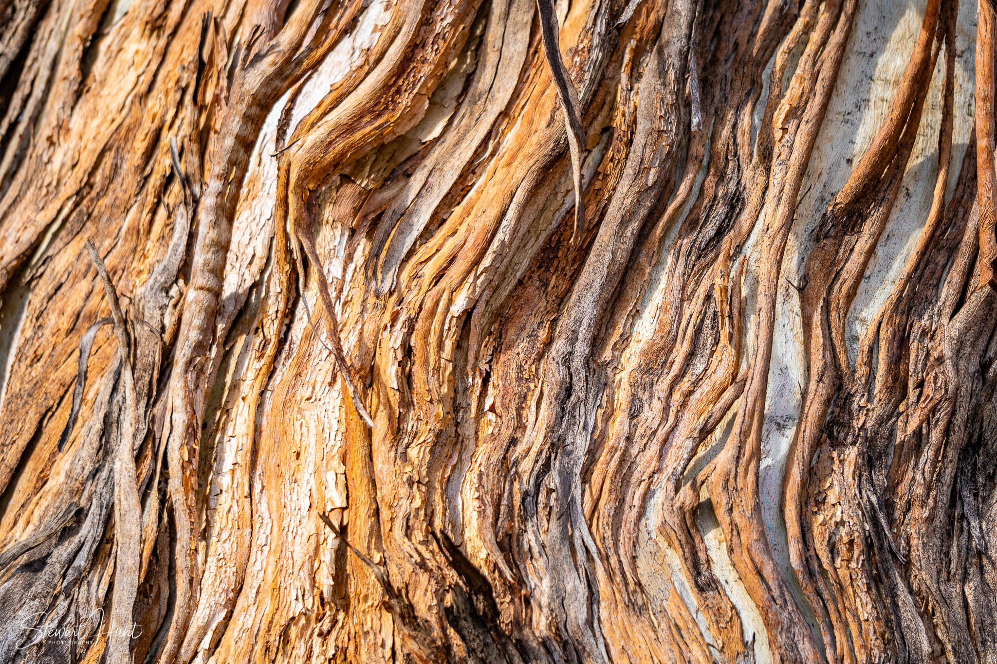 Melton Botanic Gardens A6500 4515