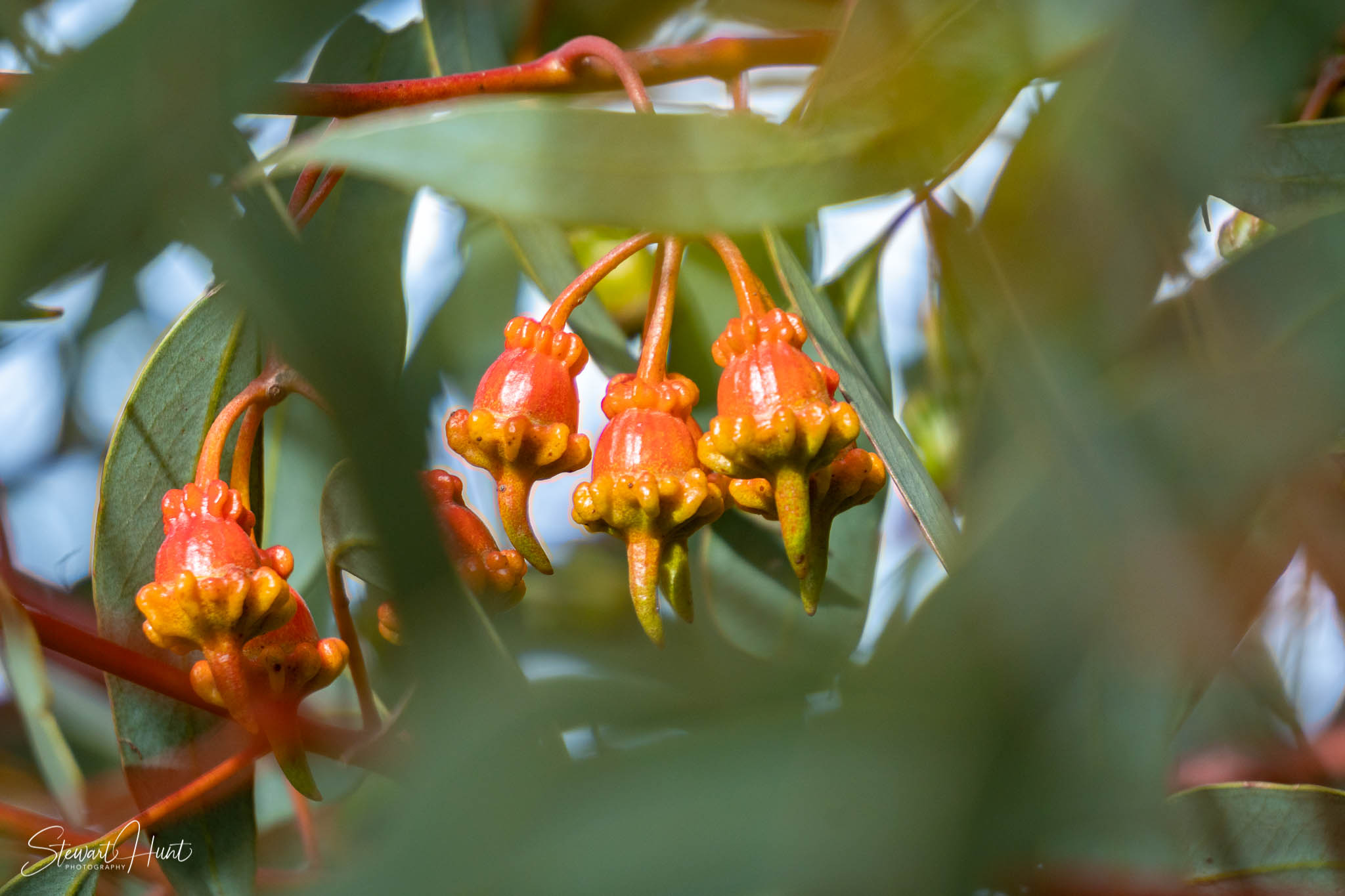 Melton Botanic Gardens A6500 4522