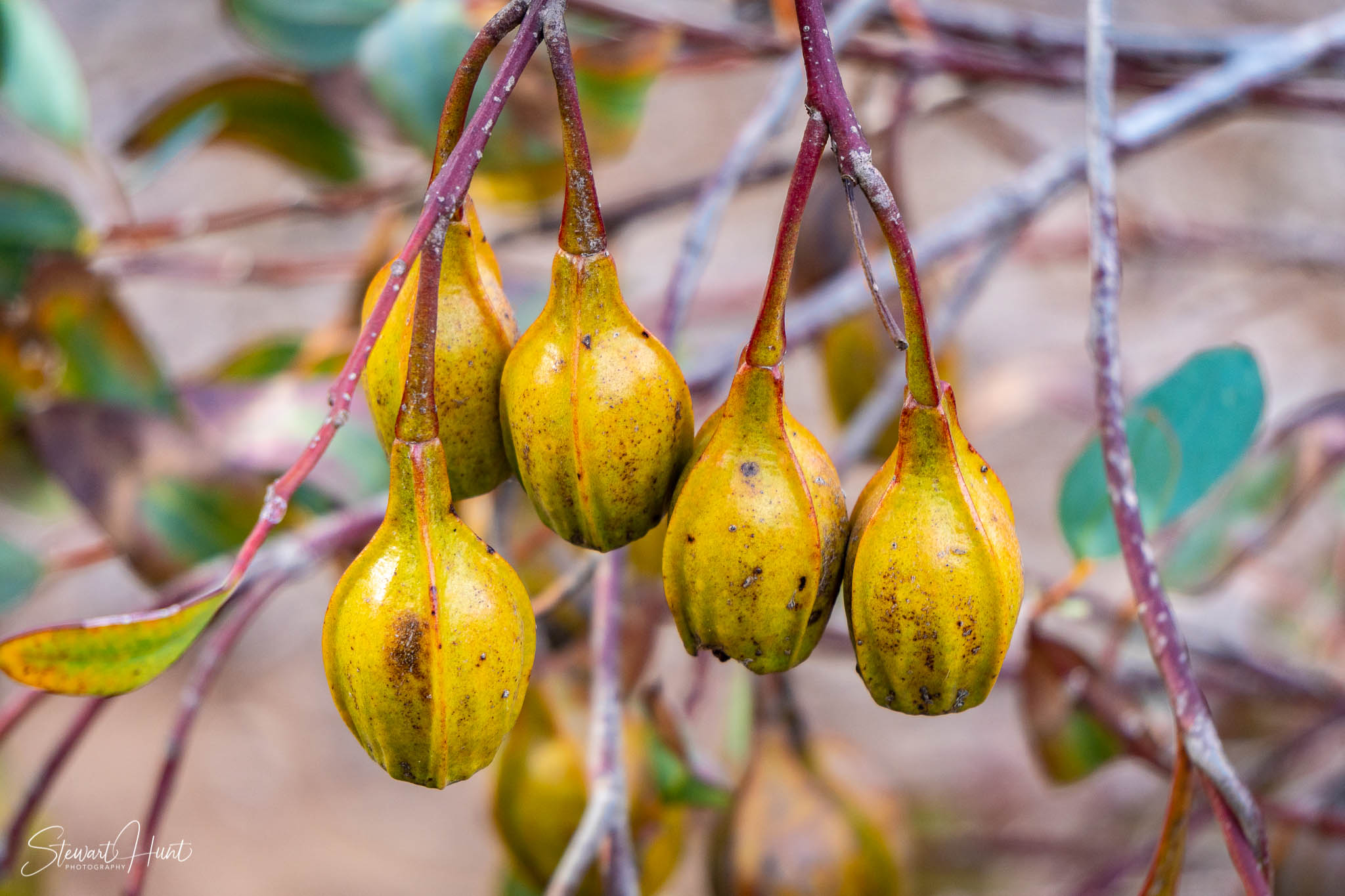 Melton Botanic Gardens A6500 4524