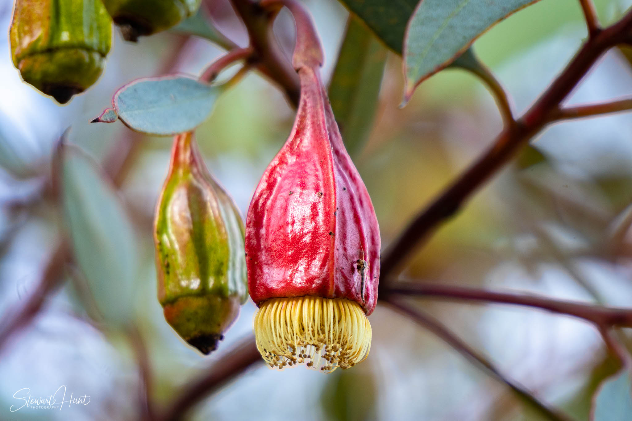 Melton Botanic Gardens A6500 4527