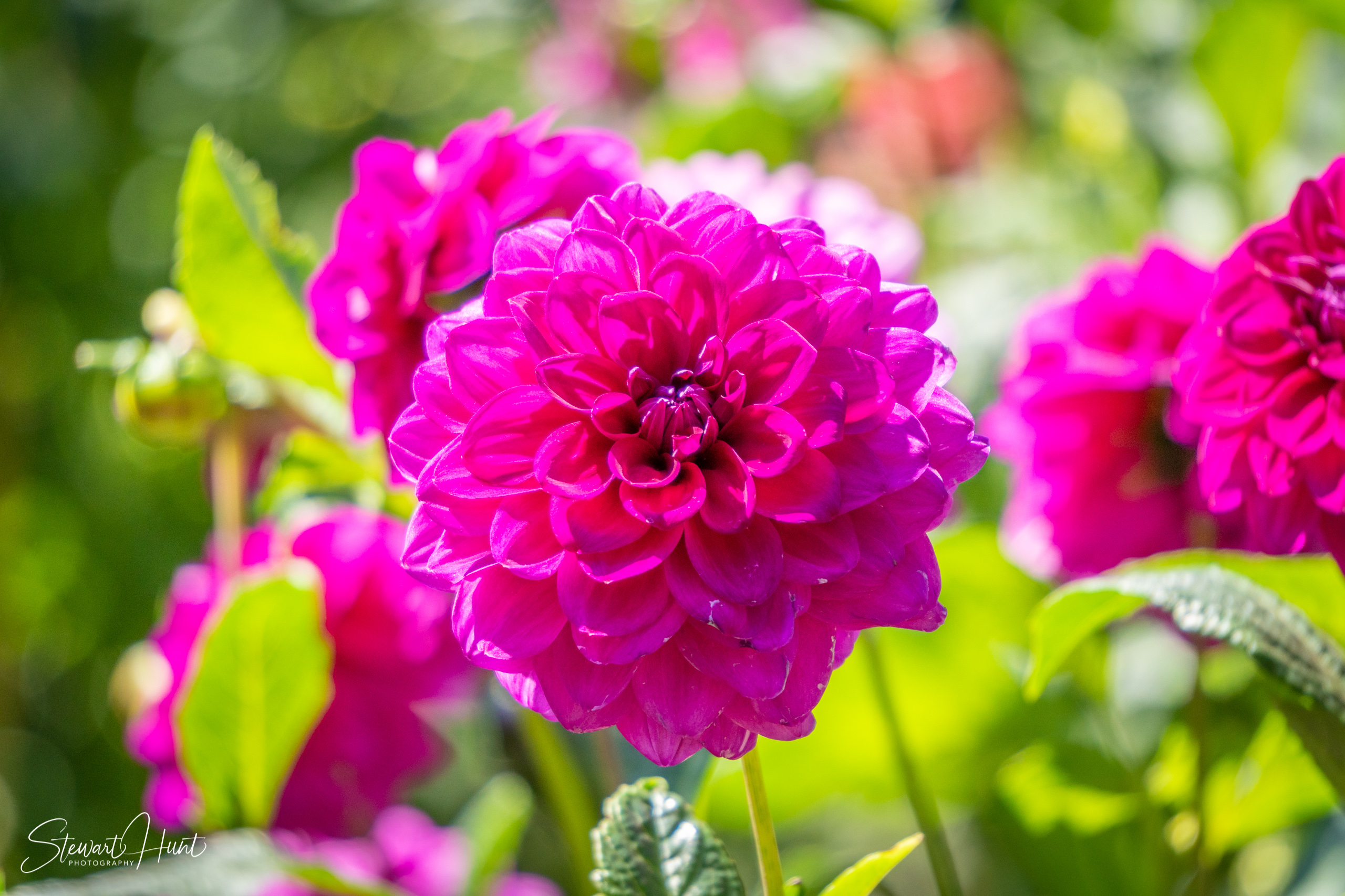 20190309 Ballarat 5756