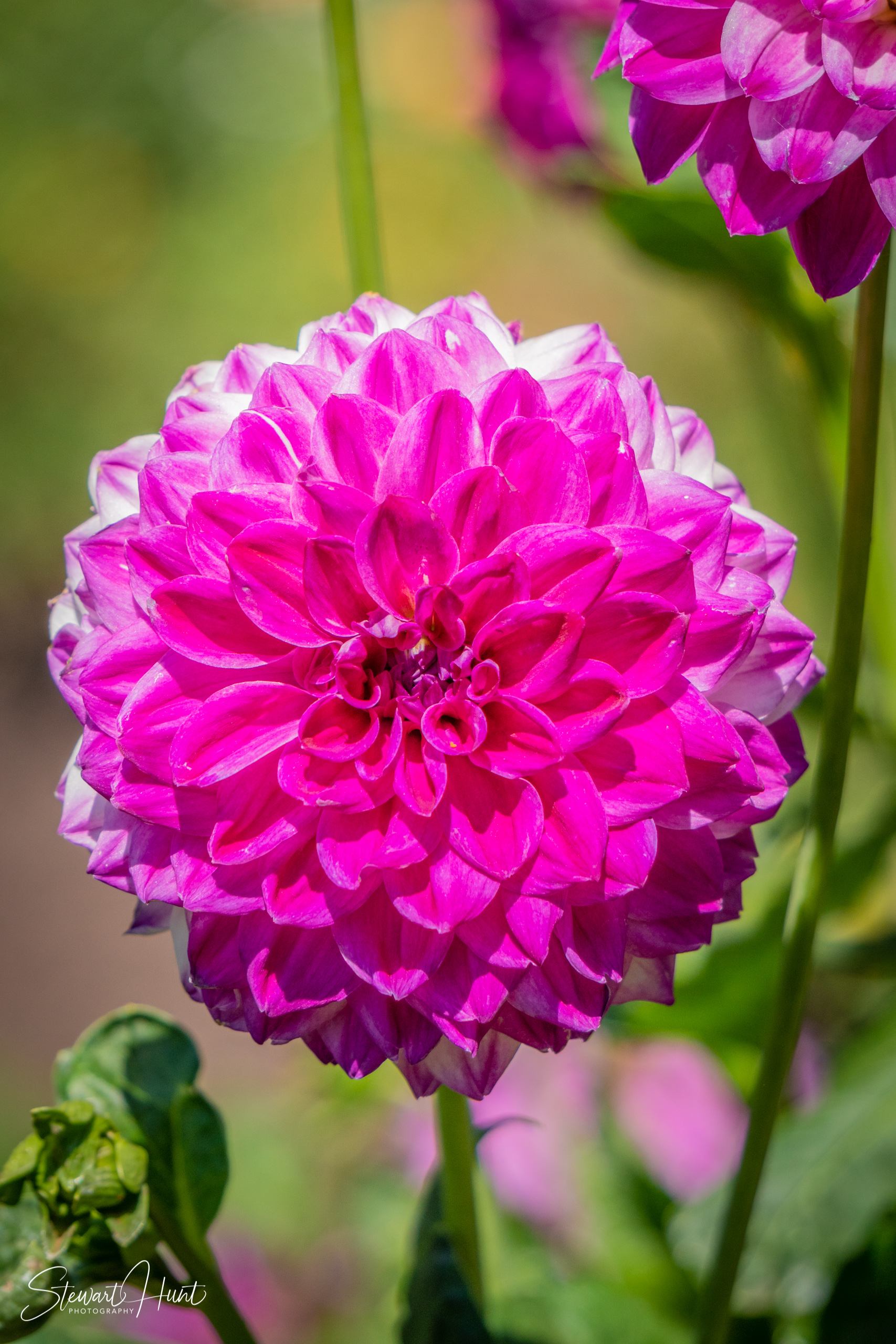 20190309 Ballarat 5761