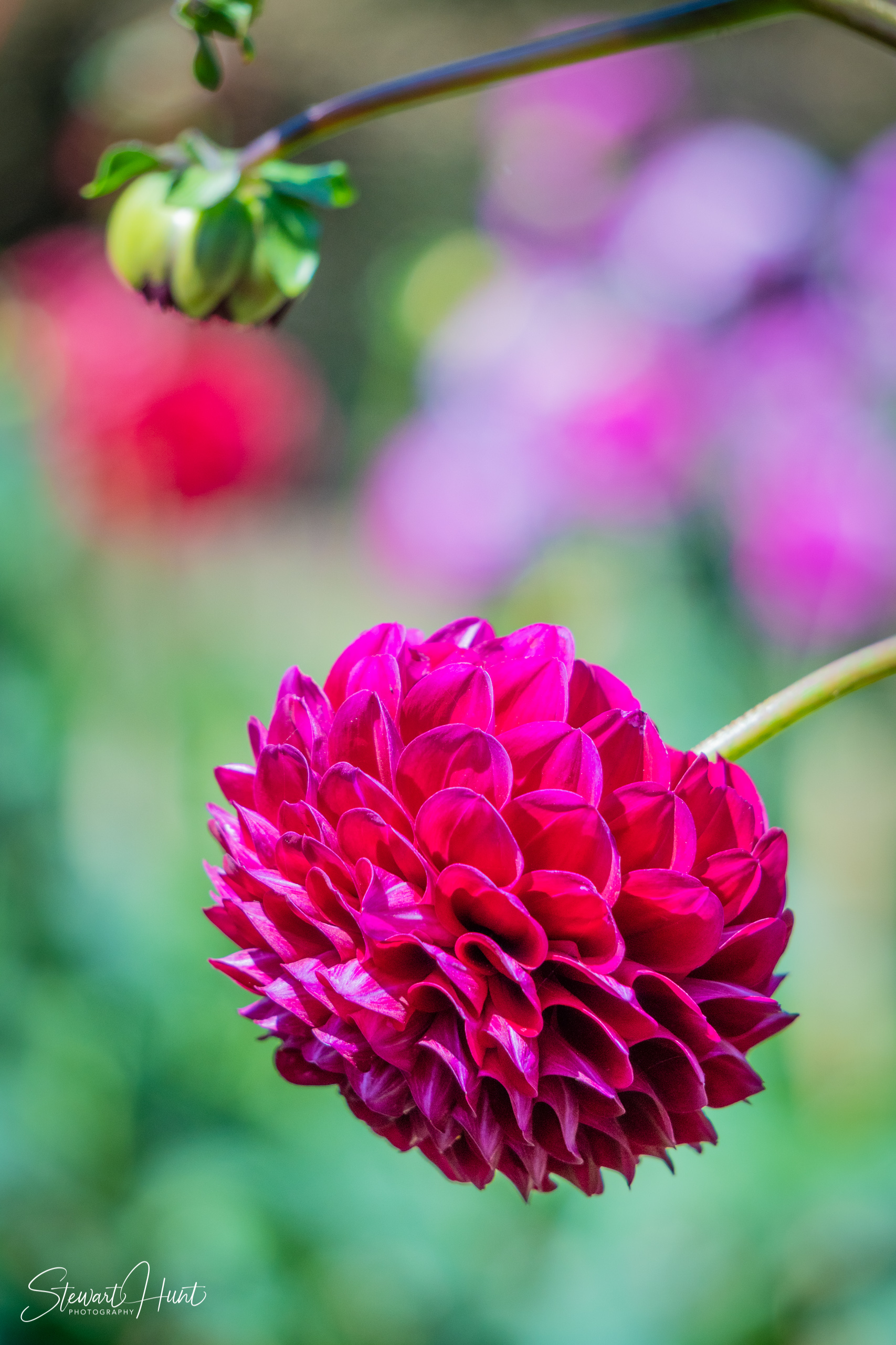 20190309 Ballarat 5765