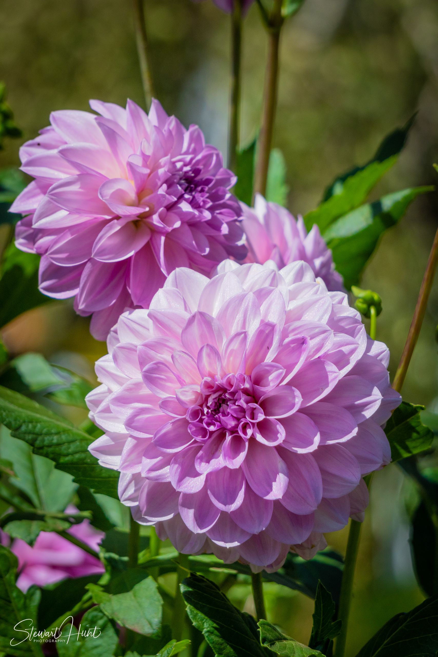 20190309 Ballarat 5771