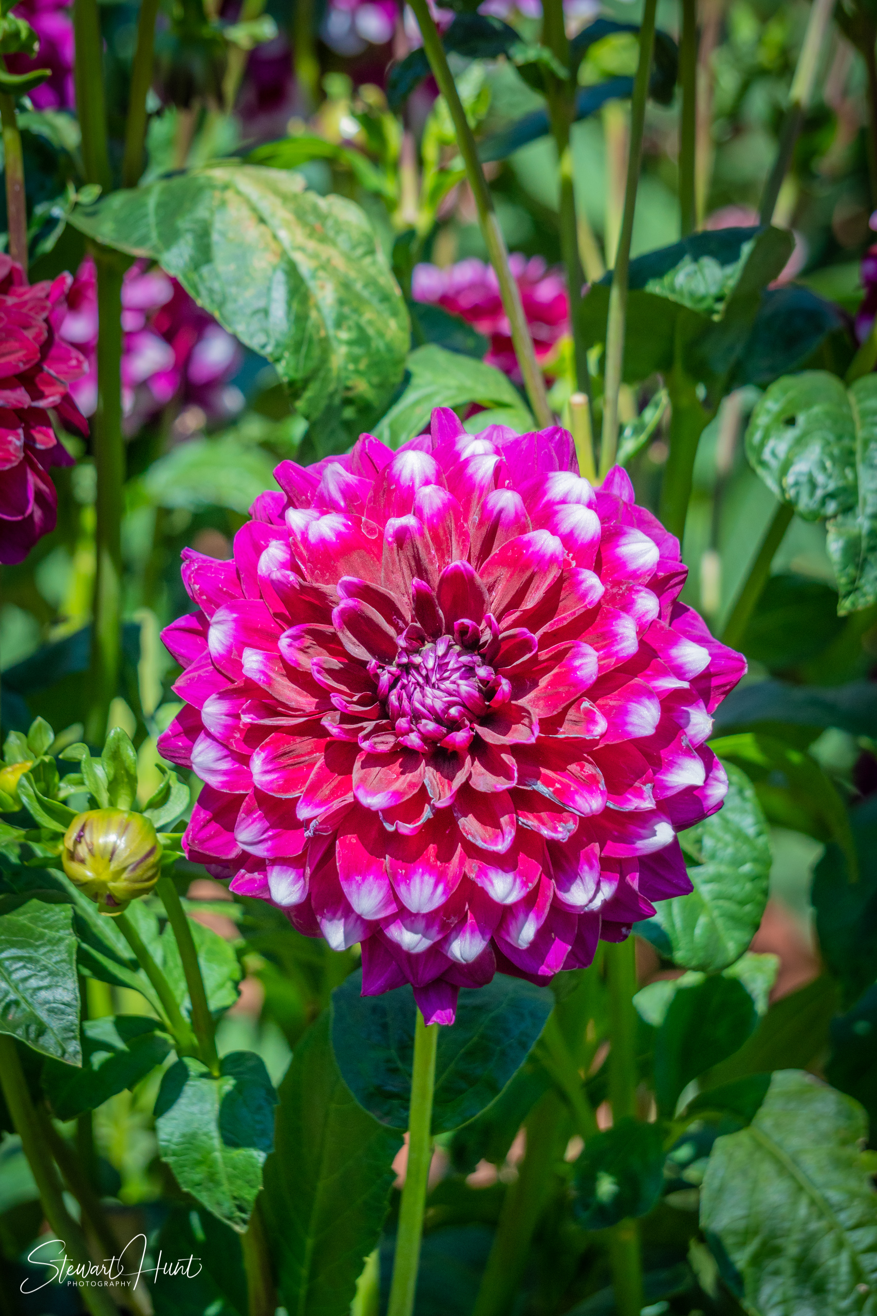 20190309 Ballarat 5776