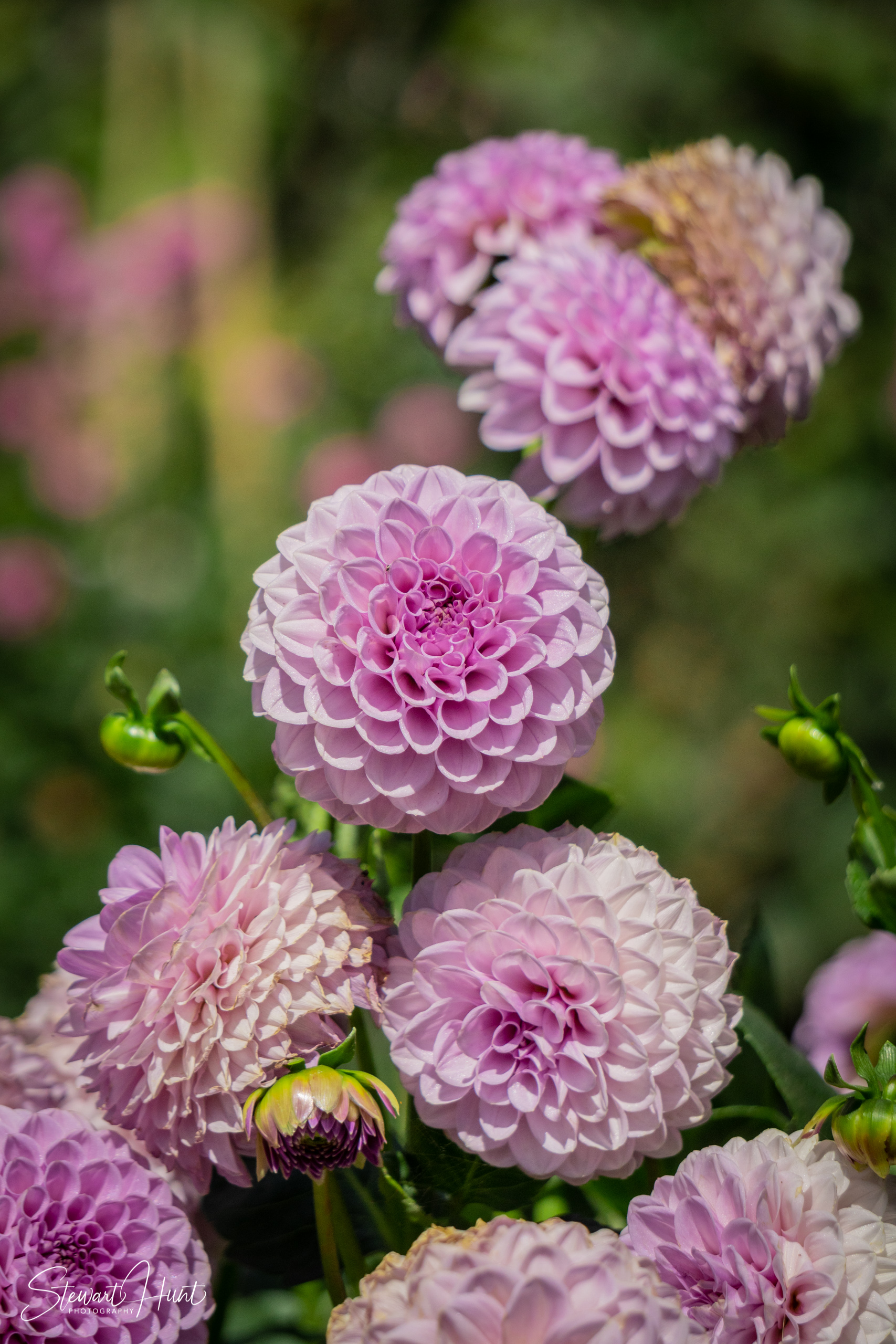 20190309 Ballarat 5803