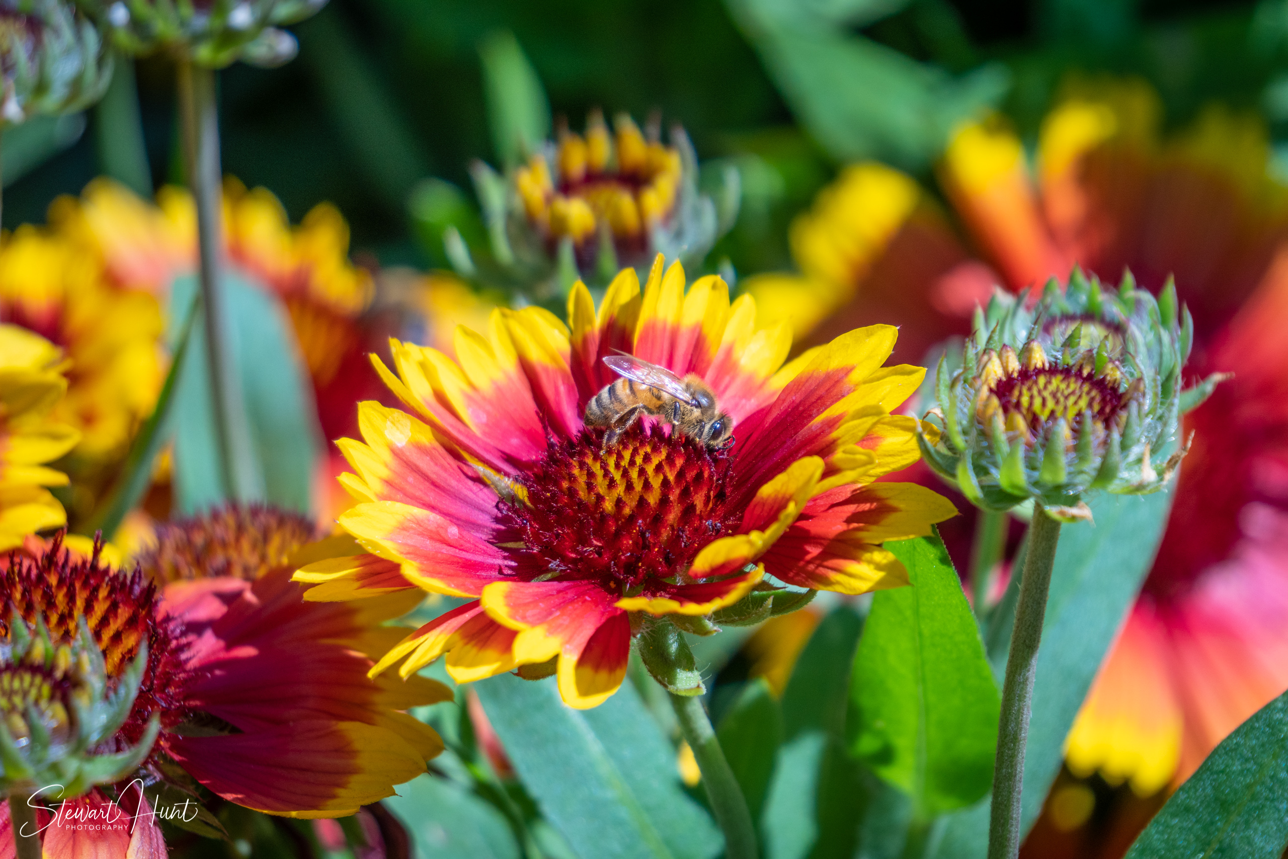 20190309 Ballarat 5805