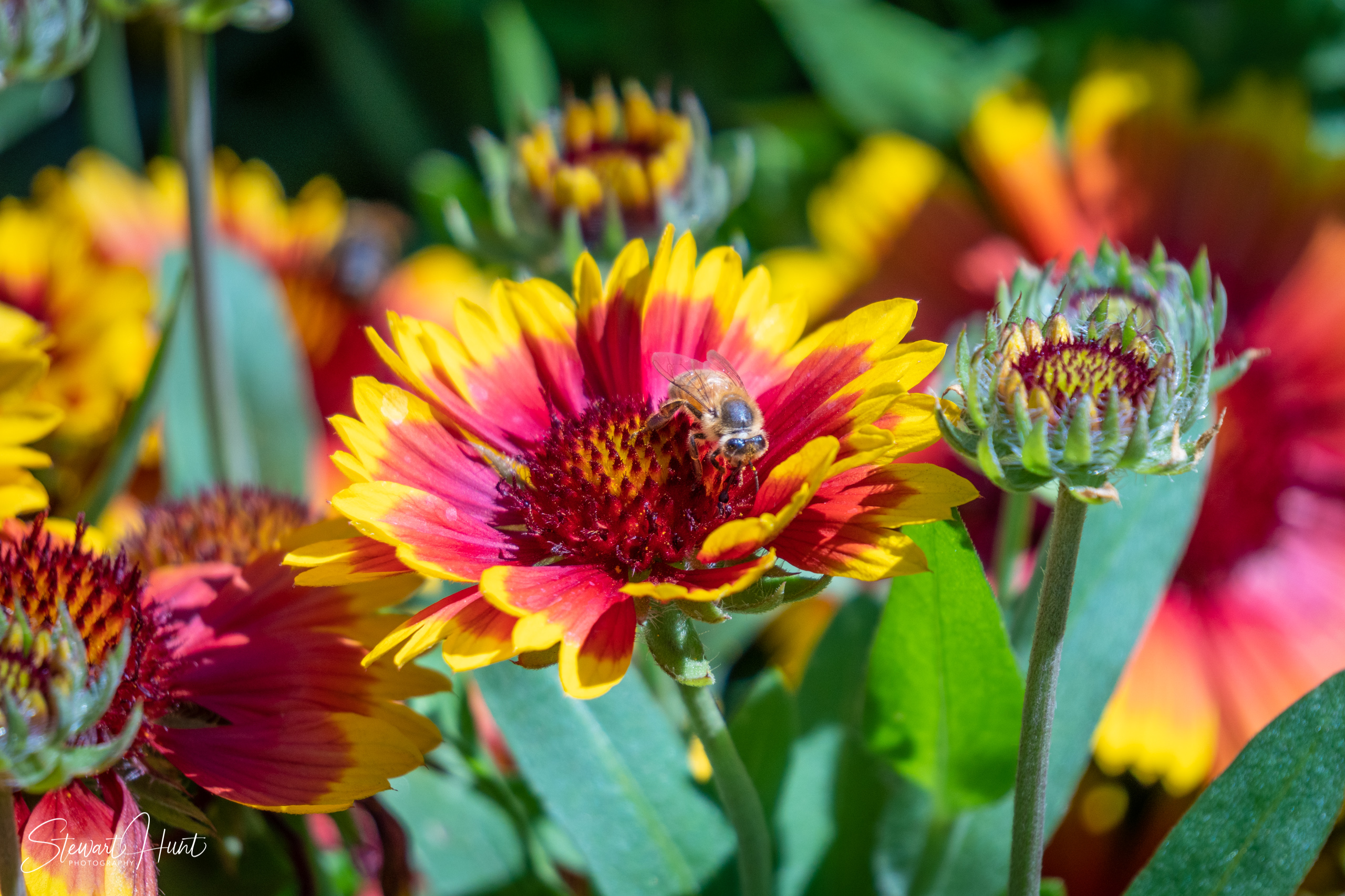 20190309 Ballarat 5806