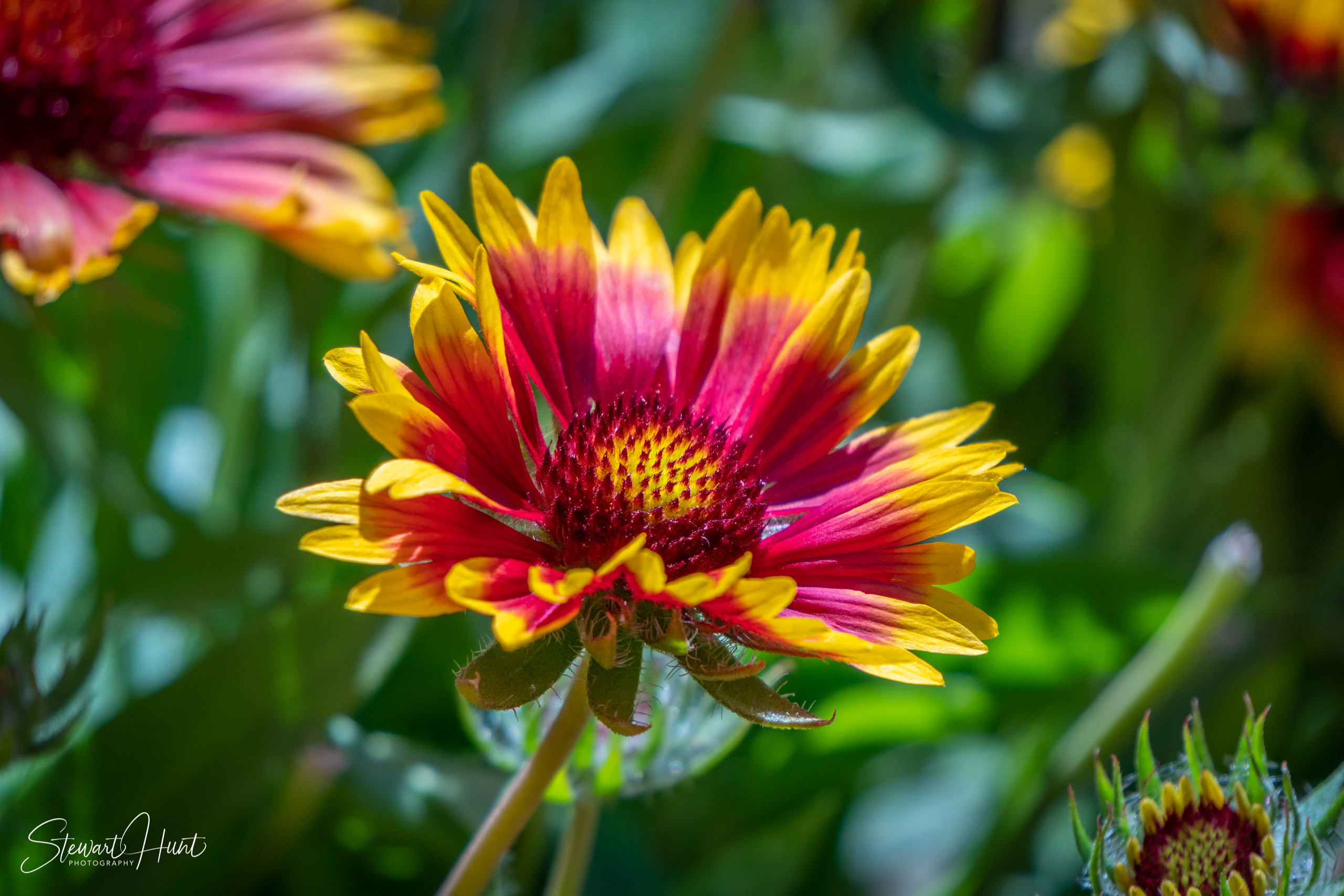 20190309 Ballarat 5814