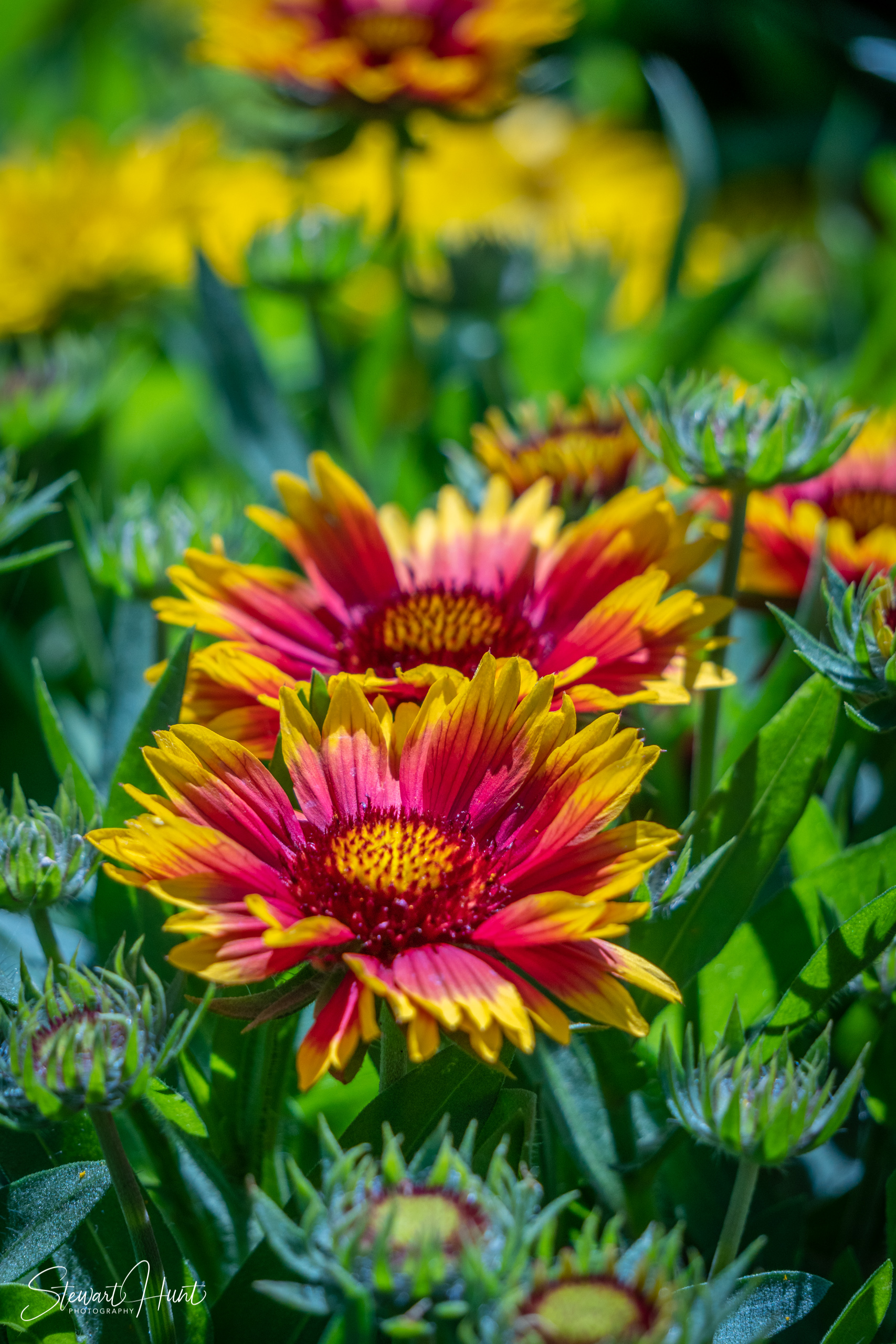 20190309 Ballarat 5817