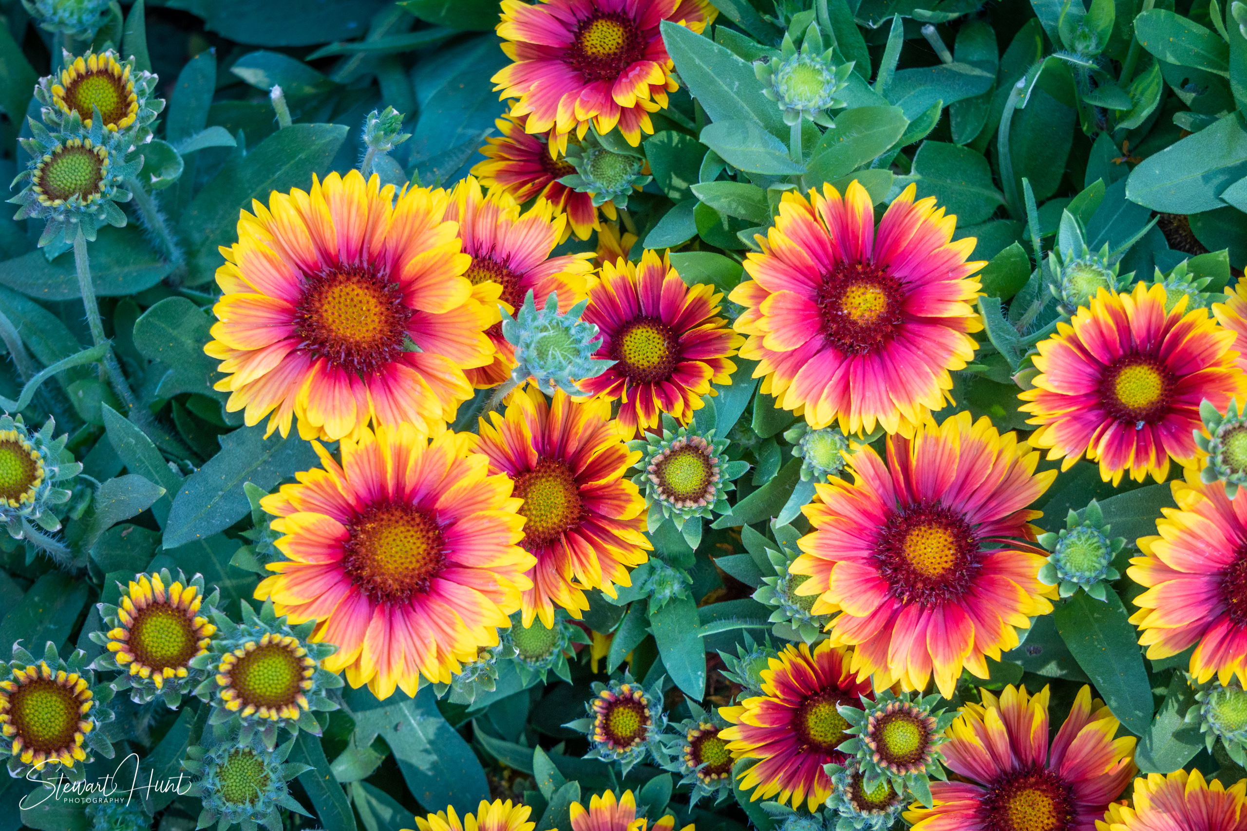 20190309 Ballarat 5821