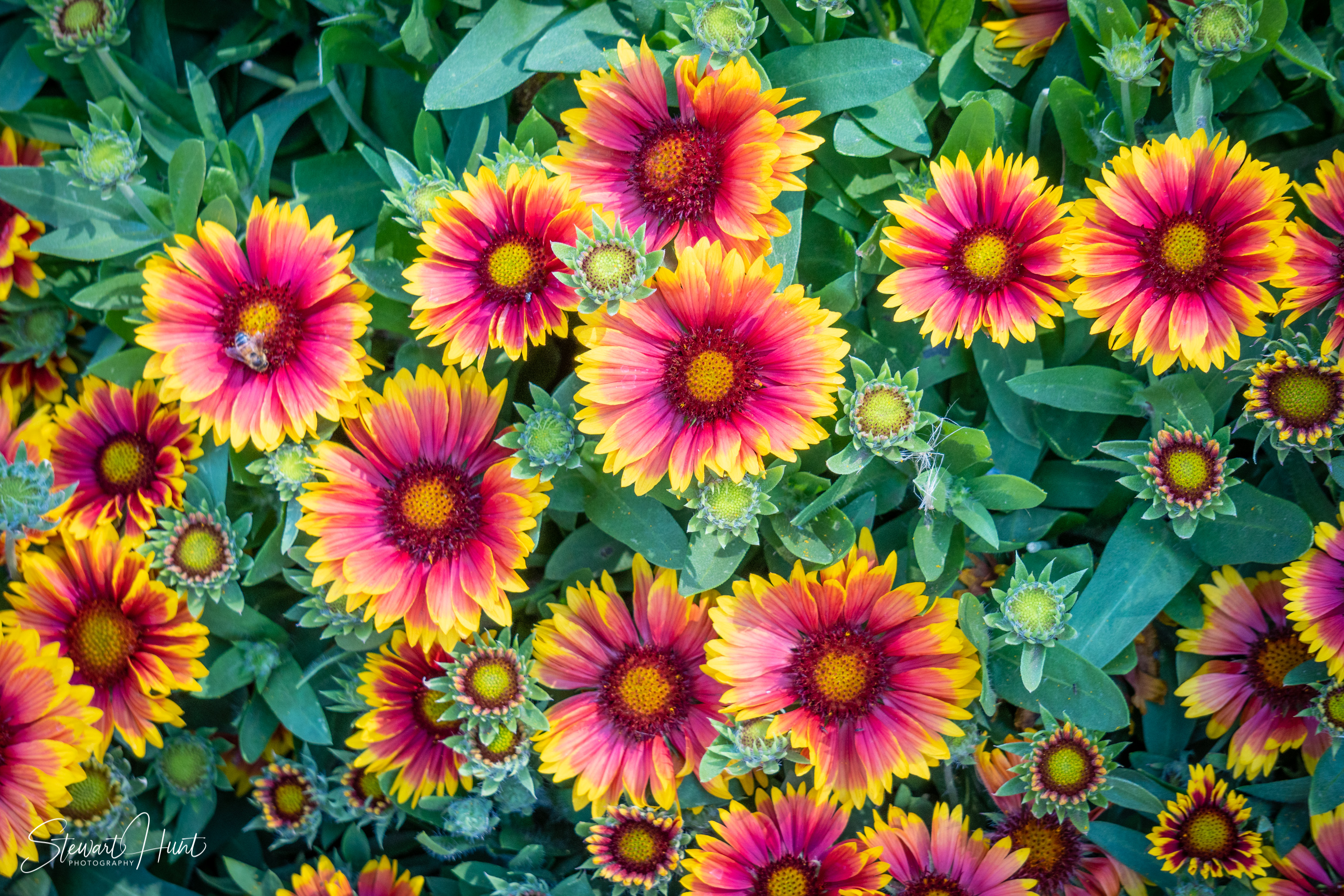 20190309 Ballarat 5825