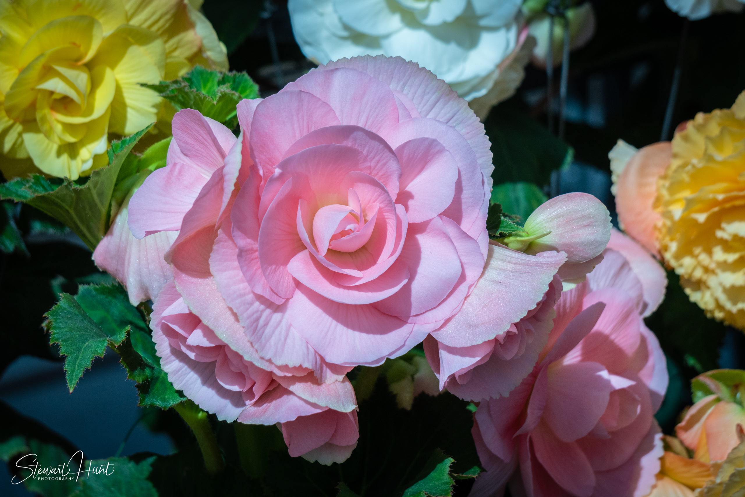 20190309 Ballarat 5839