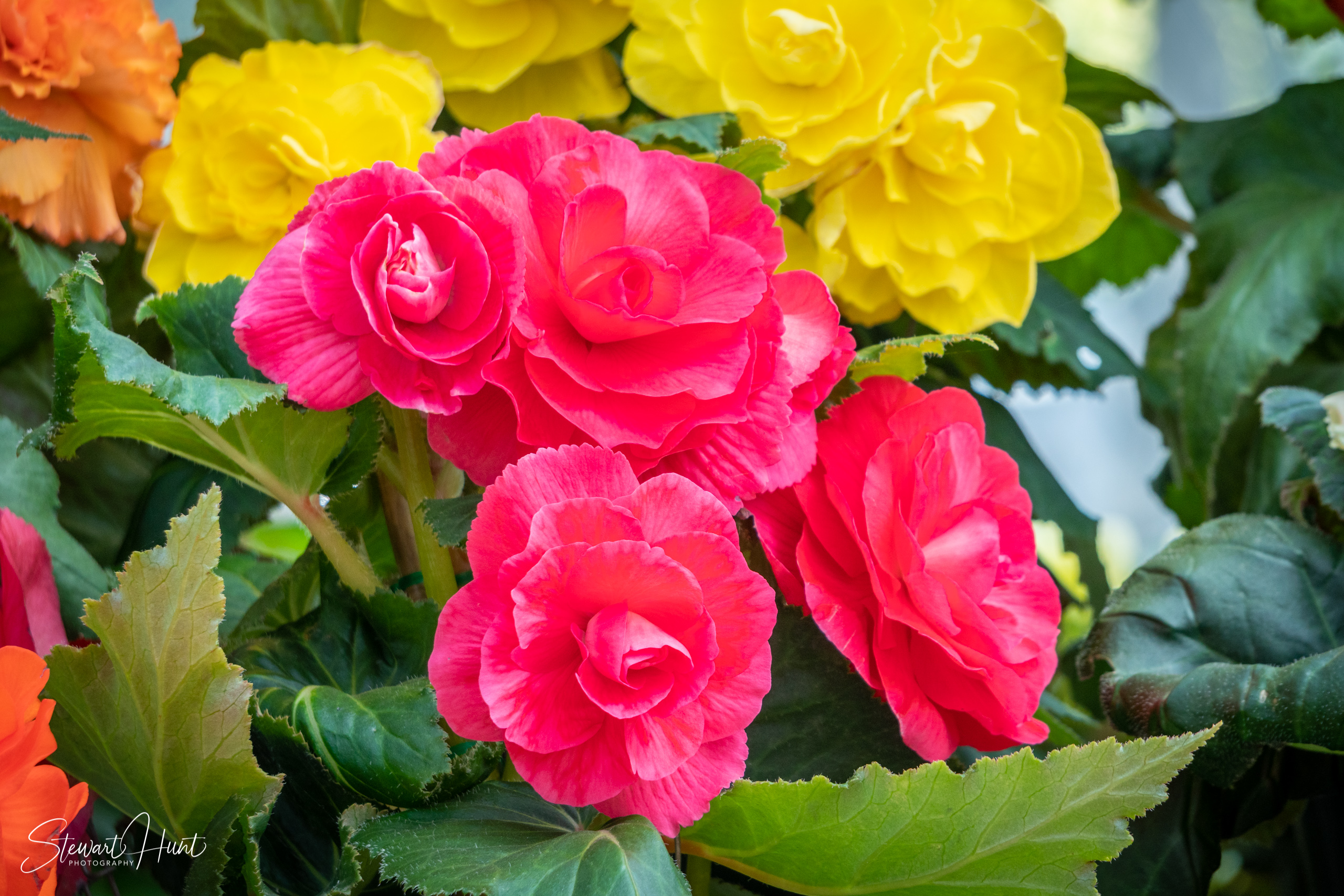 20190309 Ballarat 5862