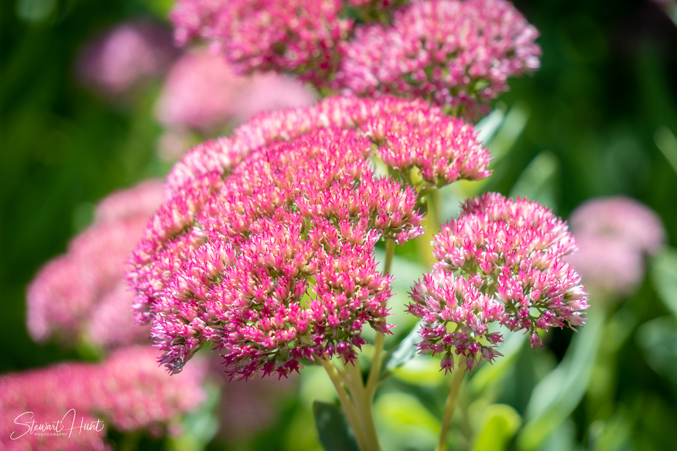 20190309 Ballarat 5906