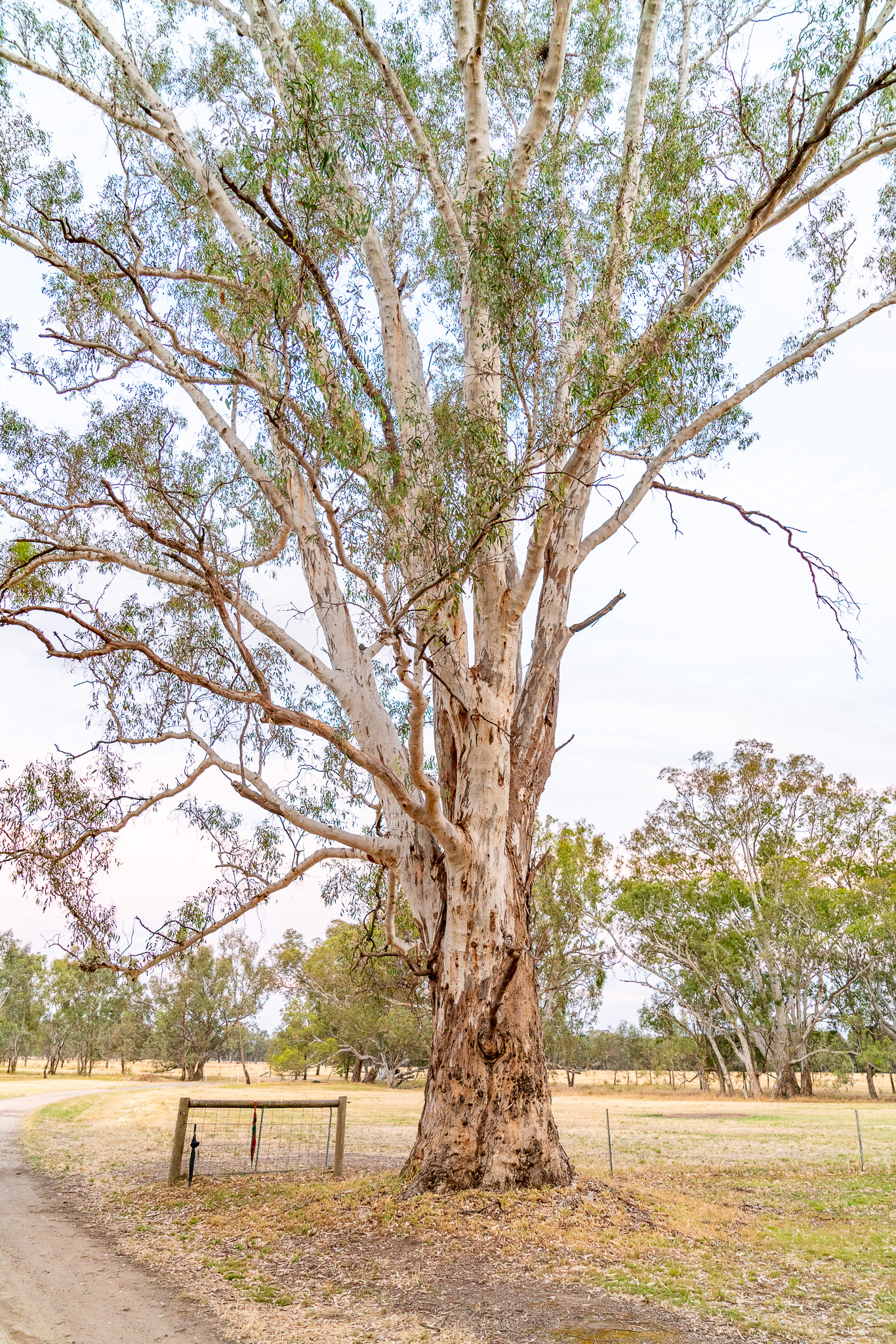 20251206 Festival of Ando and Lis A7Rii 0408