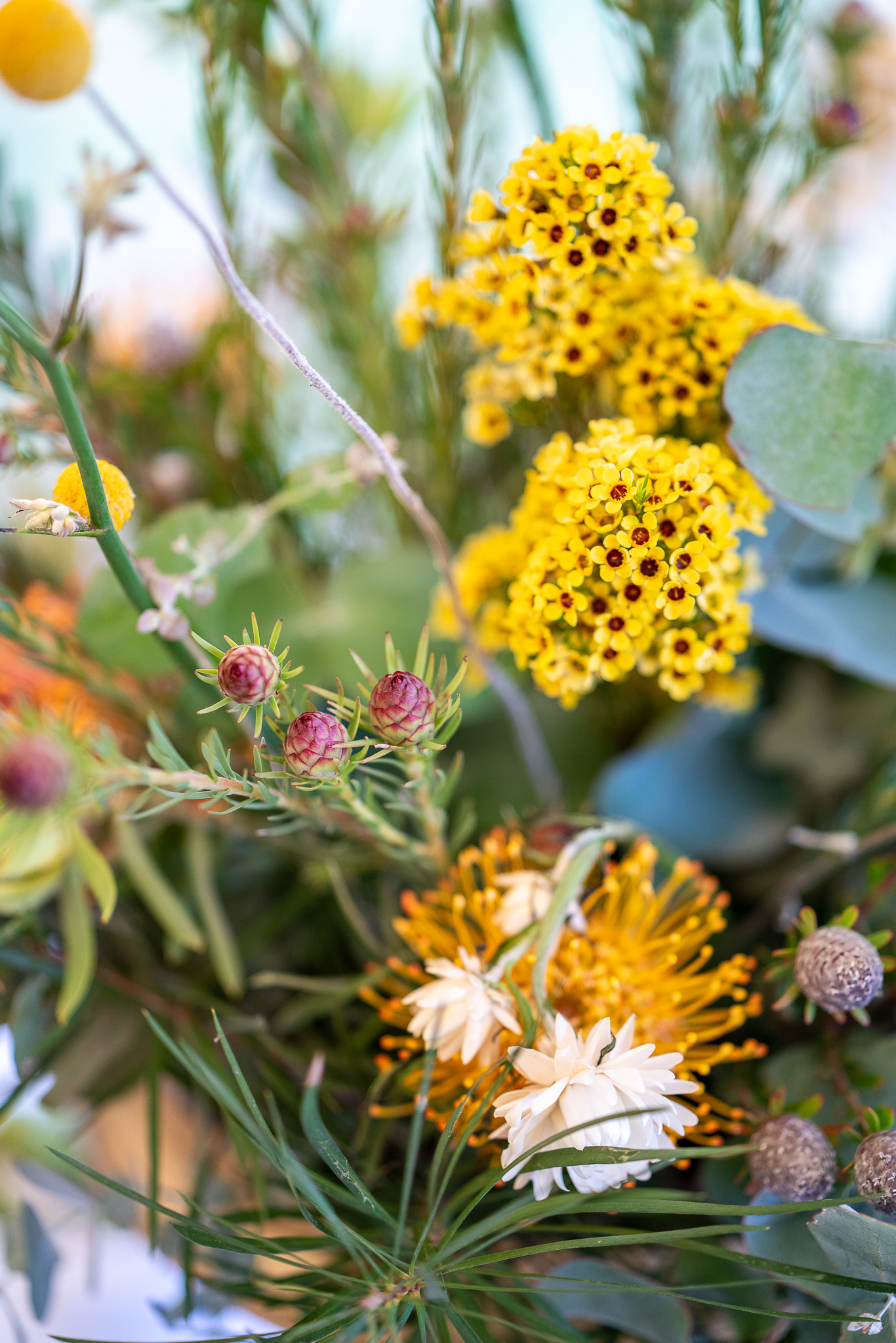 20251206 Festival of Ando and Lis A7Riii 02245