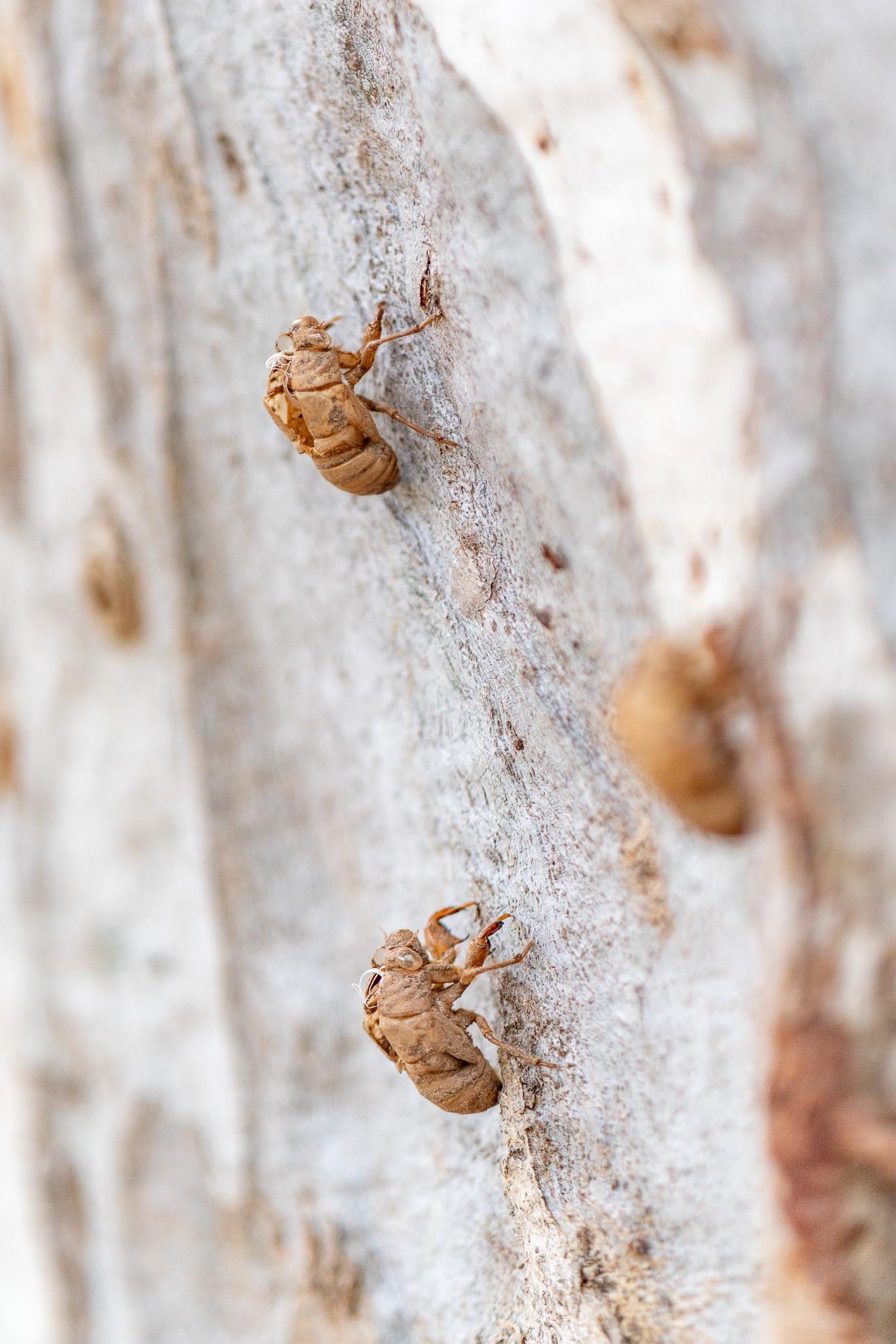 20251206 Festival of Ando and Lis A7Riii 02258