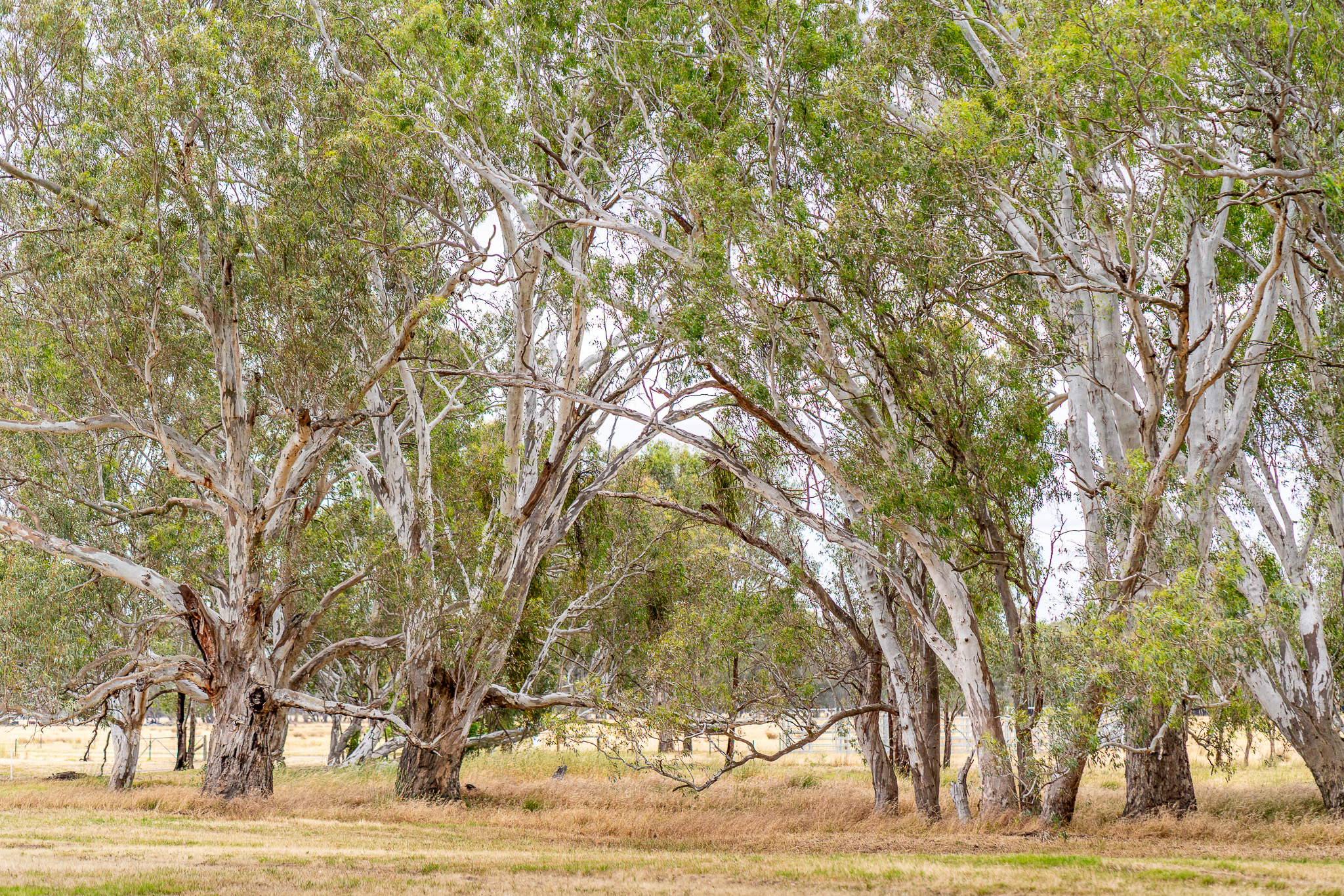 20251206 Festival of Ando and Lis A7Riii 02260