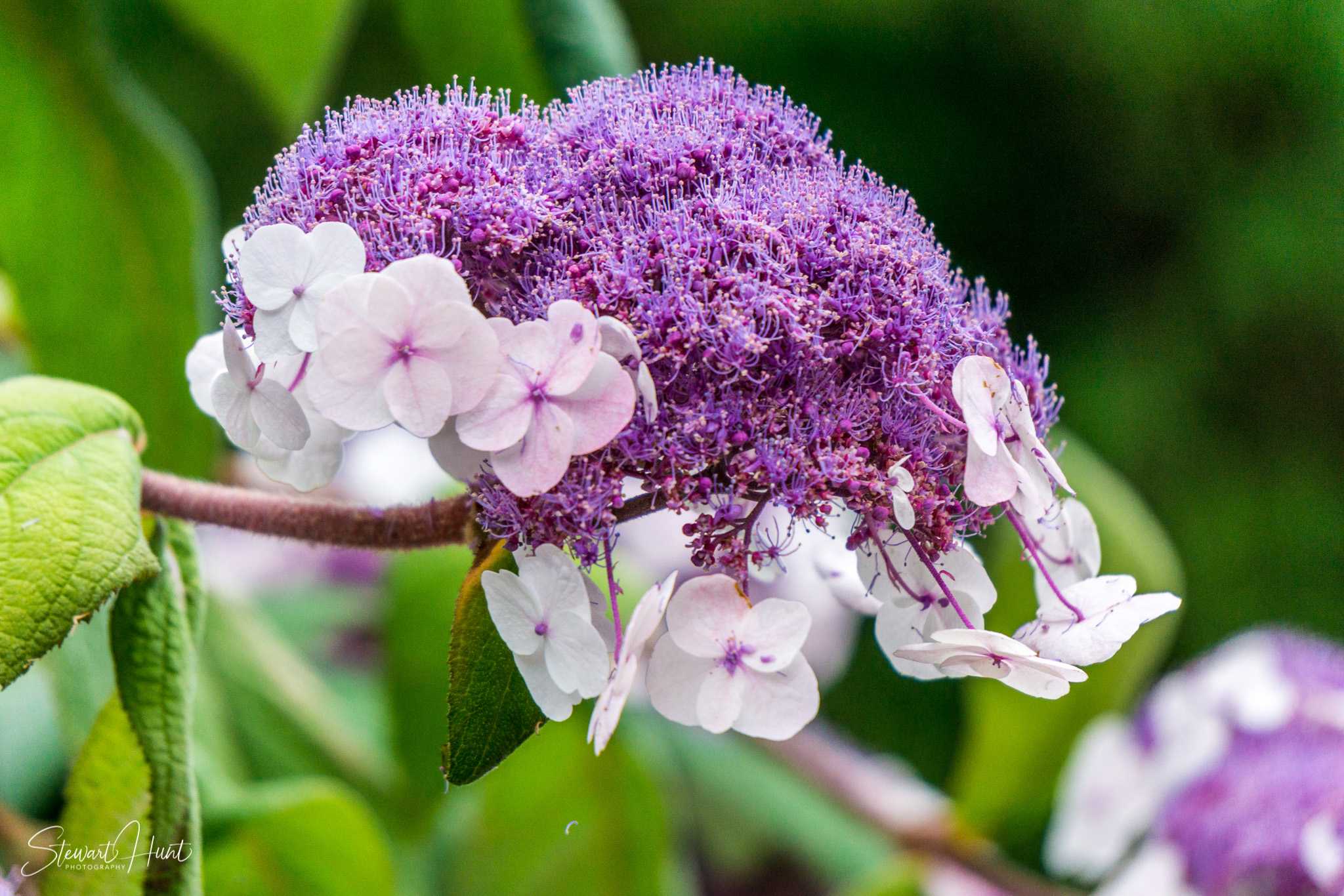 Bad Reichenhal and Zell am See 1463