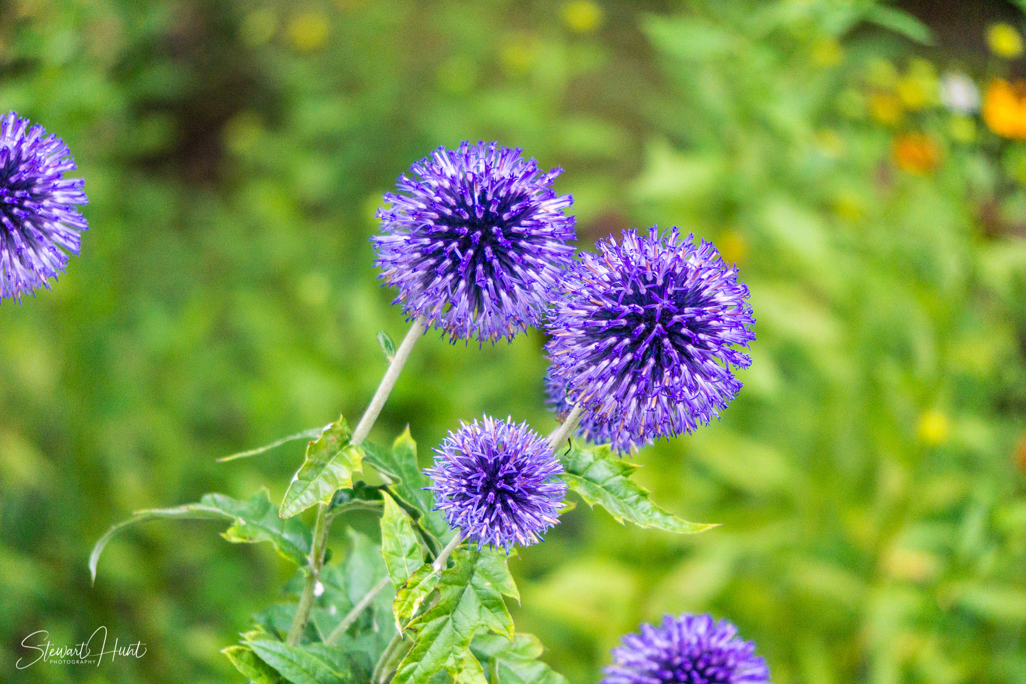 Bad Reichenhal and Zell am See 1465