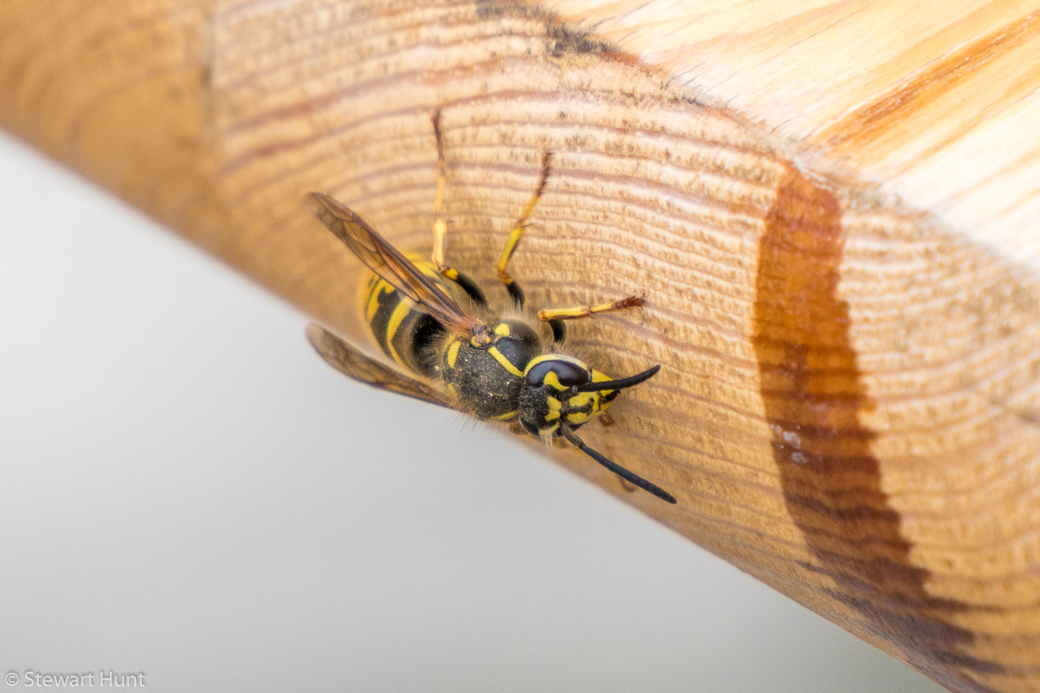 Vienna 2017 A6500 1788