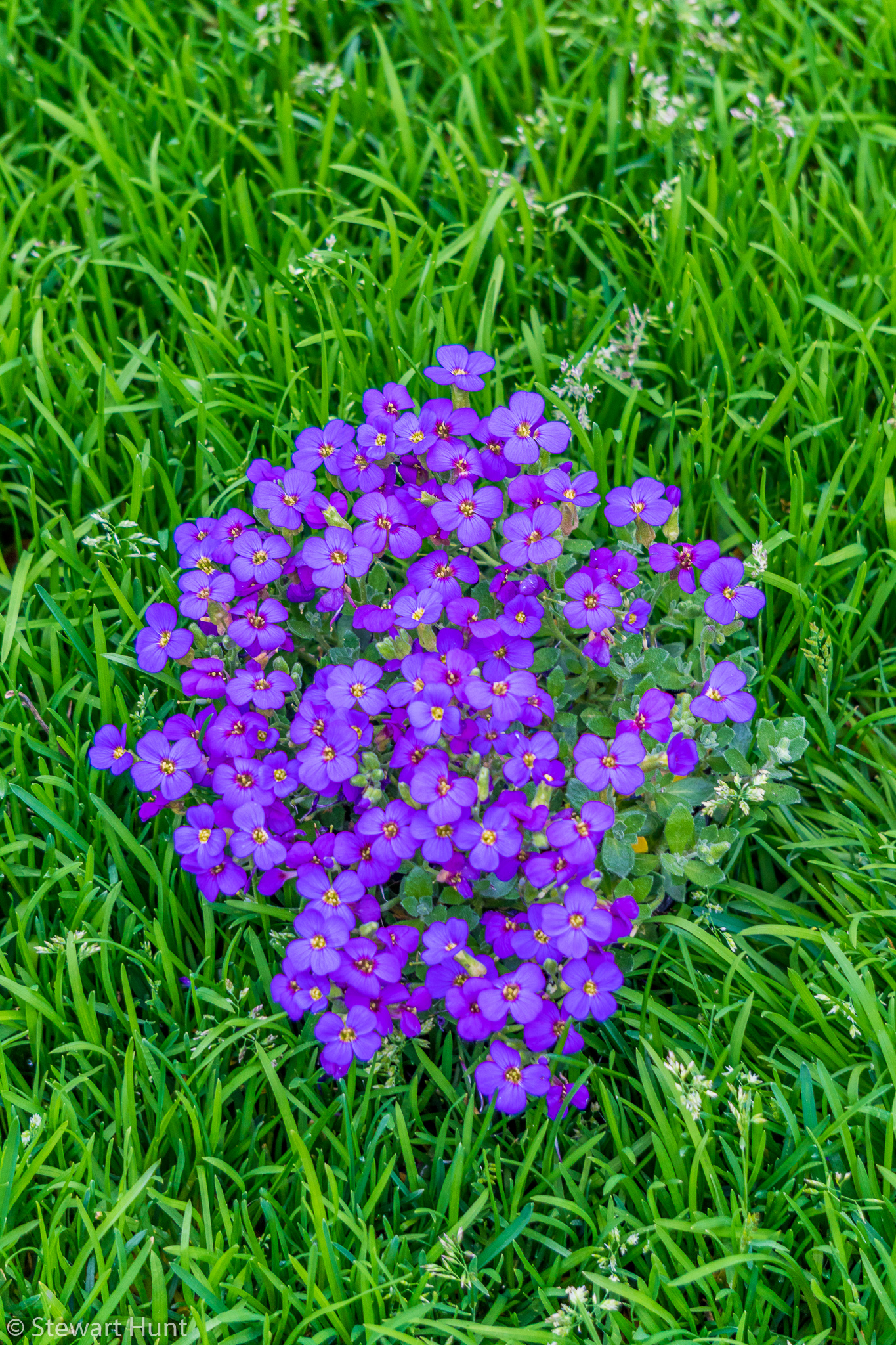 Vienna 2017 A6500 1815