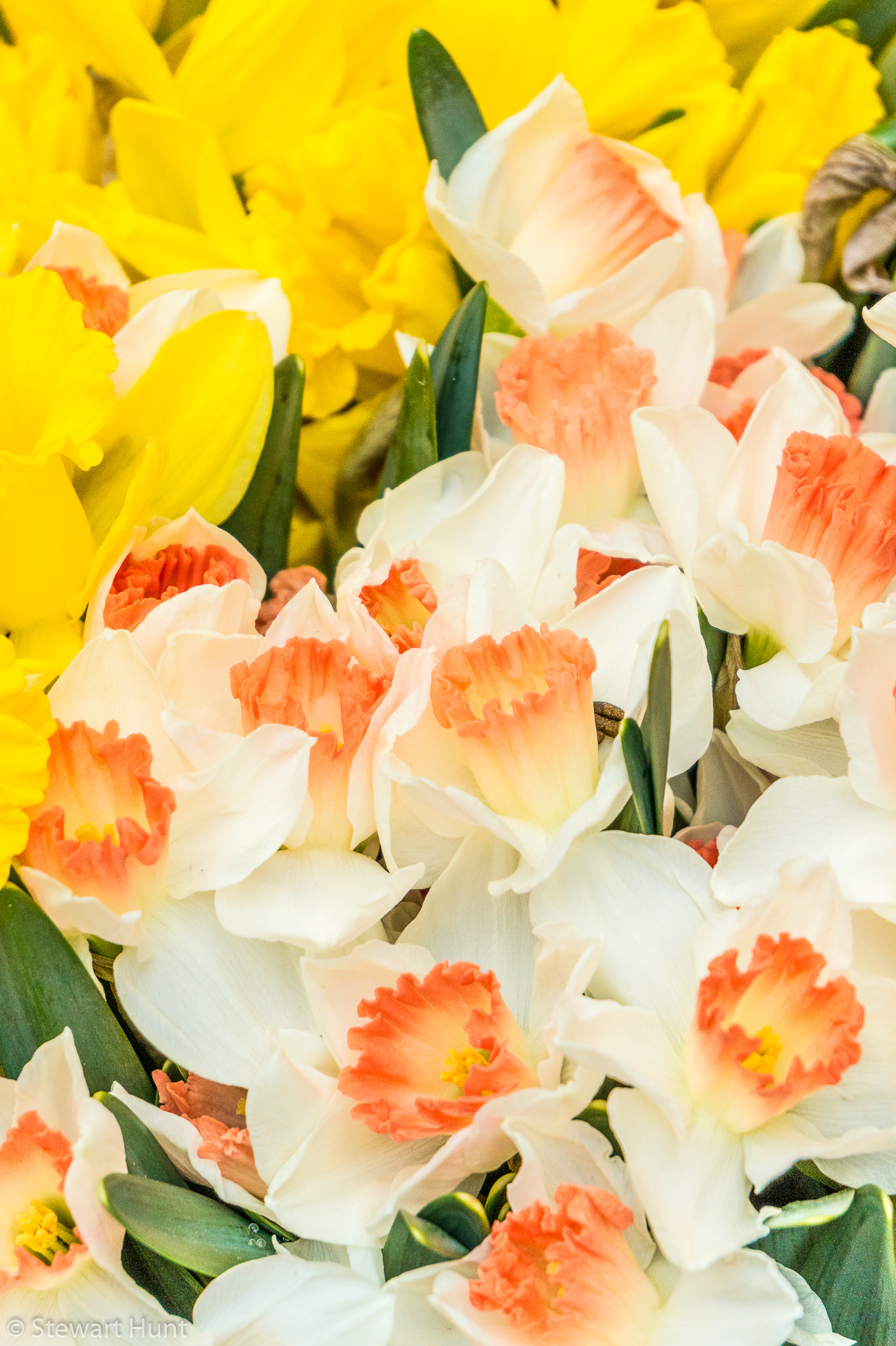 Vienna 2017 A6500 1949