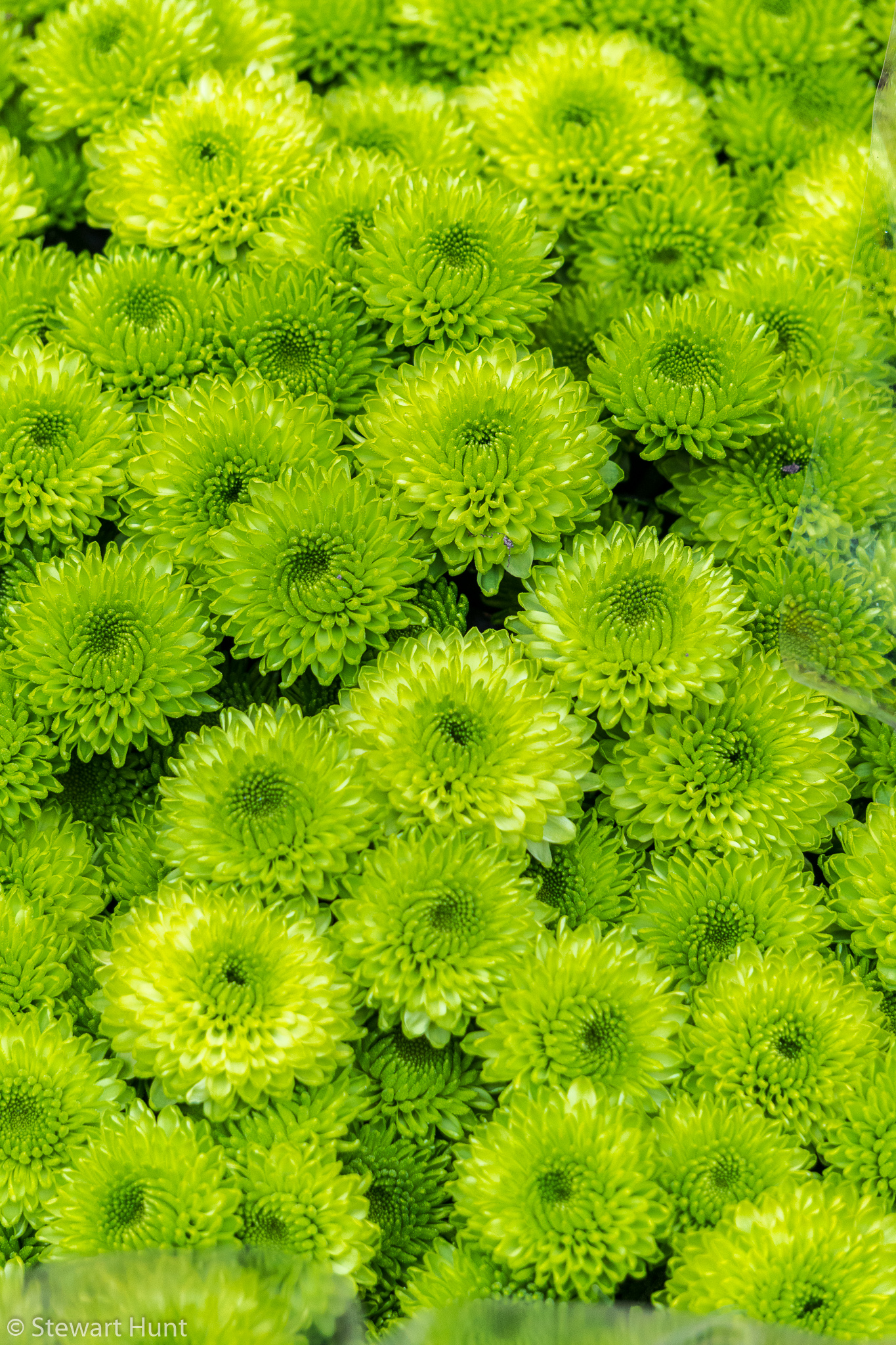 Vienna 2017 A6500 1952