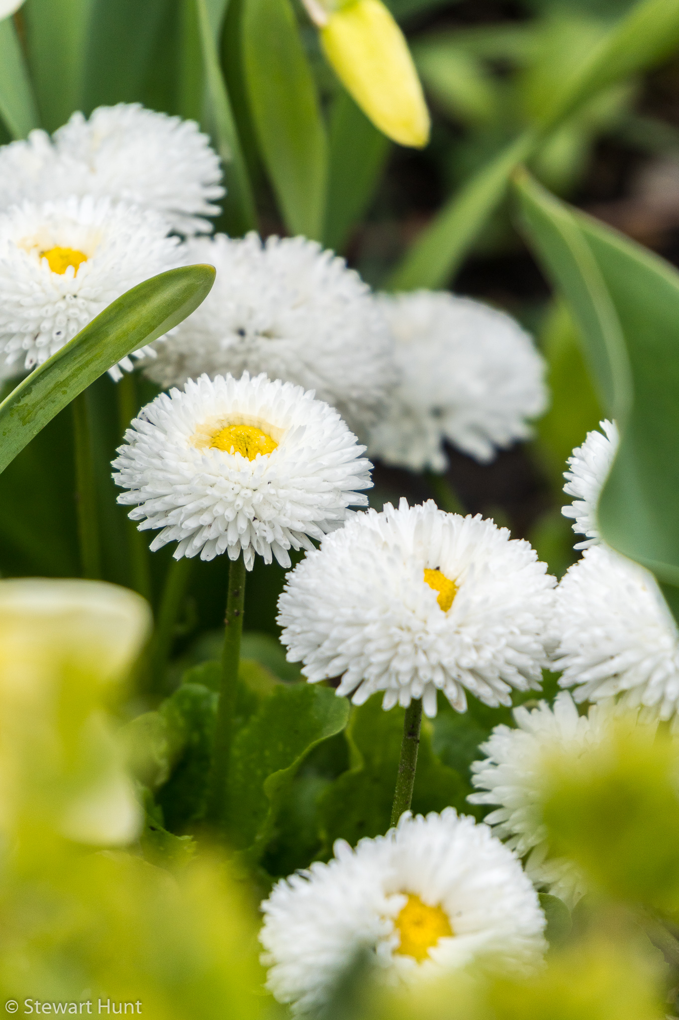 Vienna 2017 A6500 2021