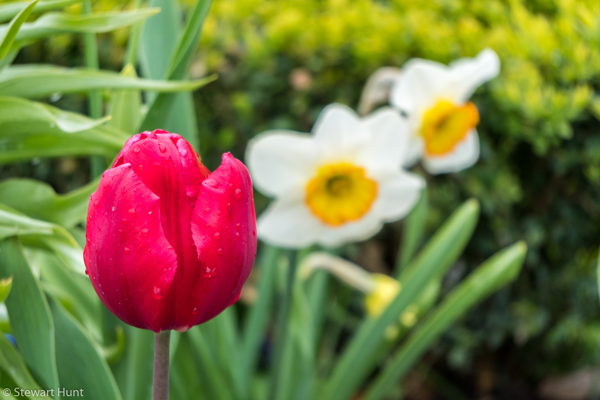 Vienna 2017 A6500 2026