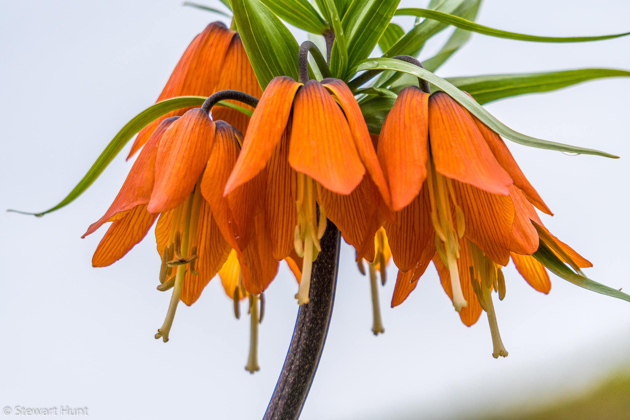 Vienna 2017 A6500 2029