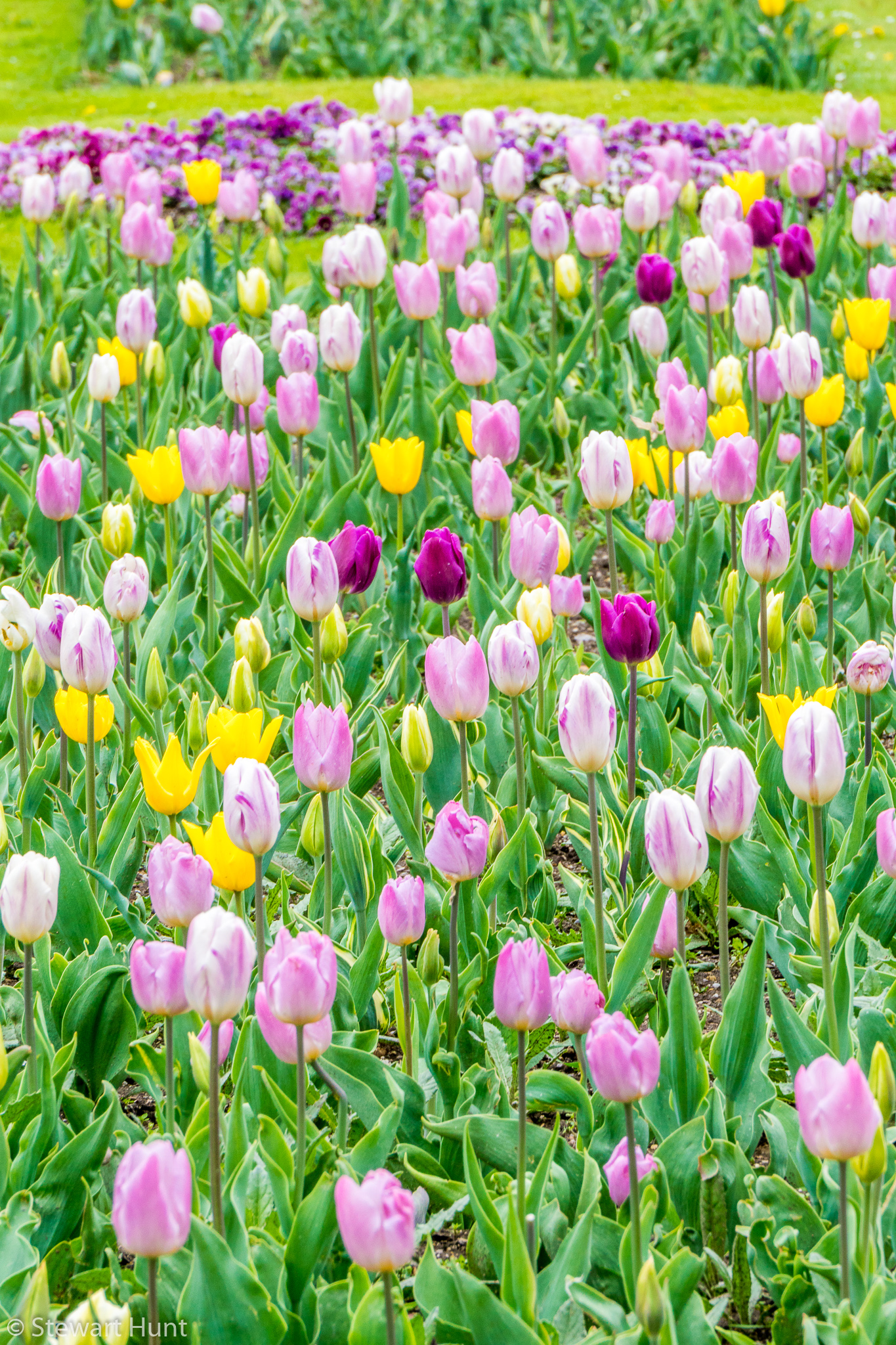 Vienna 2017 A6500 2053