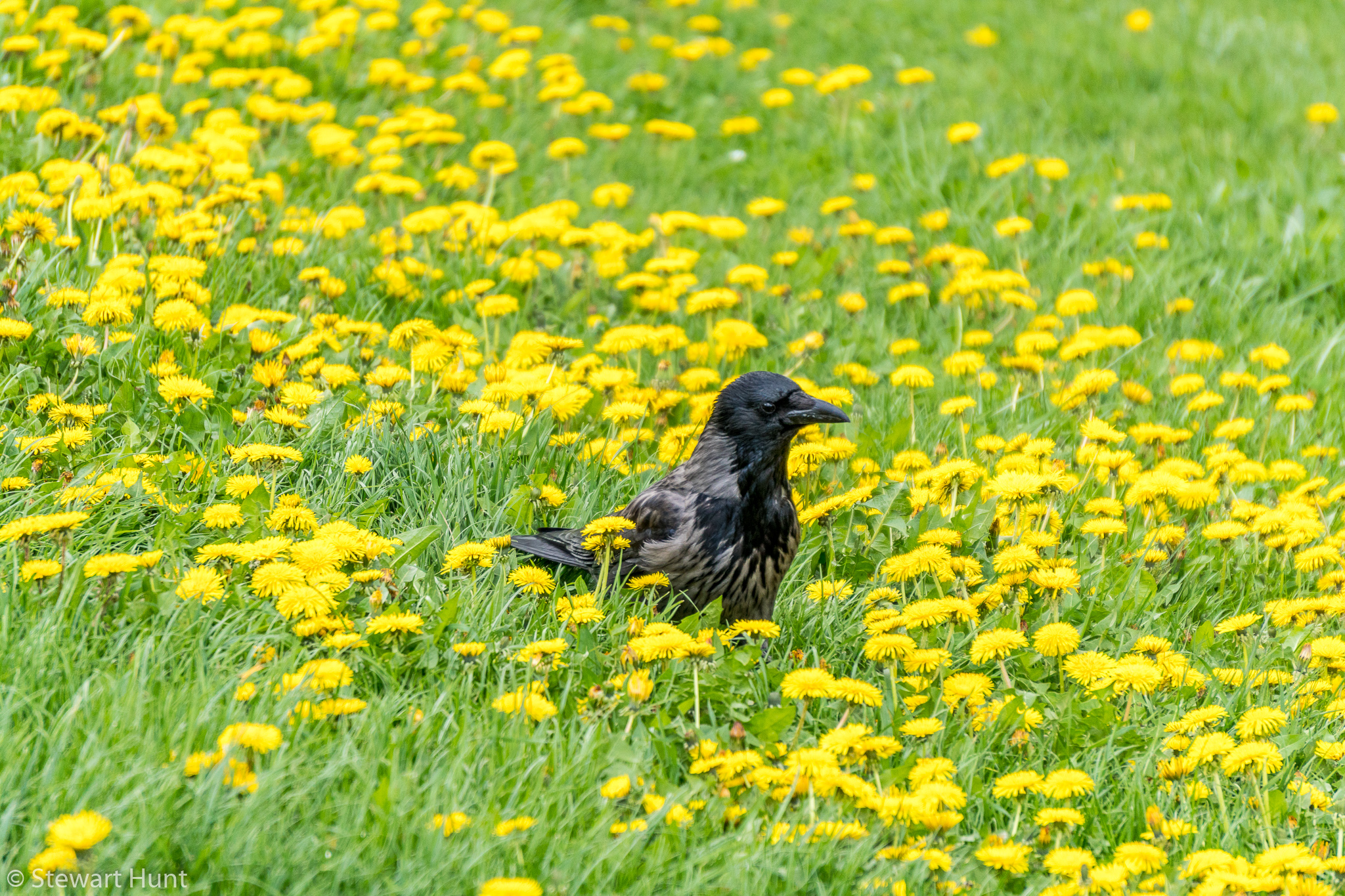 Vienna 2017 A6500 2285