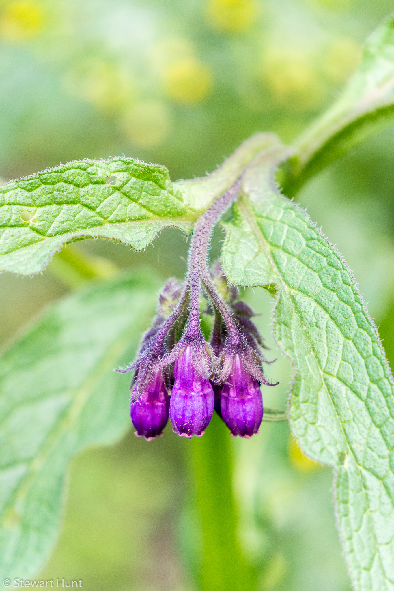 Vienna 2017 A6500 2293