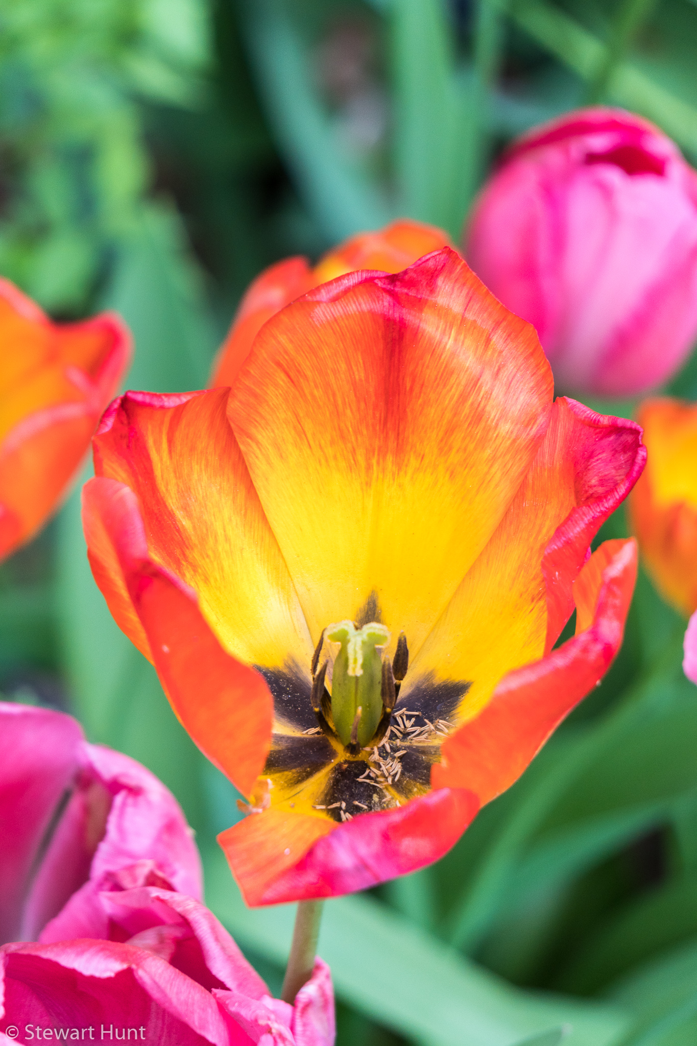 Vienna 2017 A6500 2333