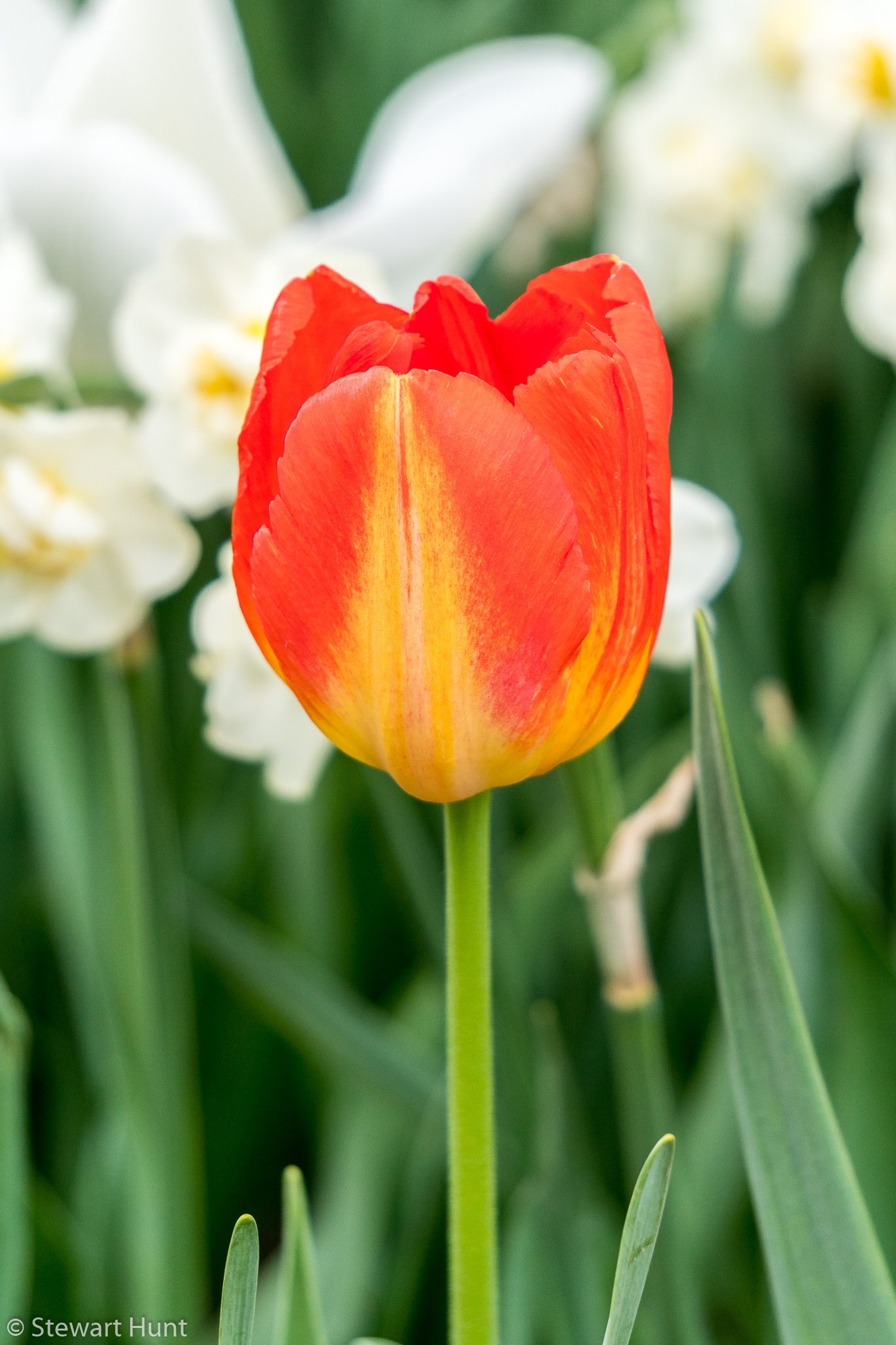 Vienna 2017 A6500 2343