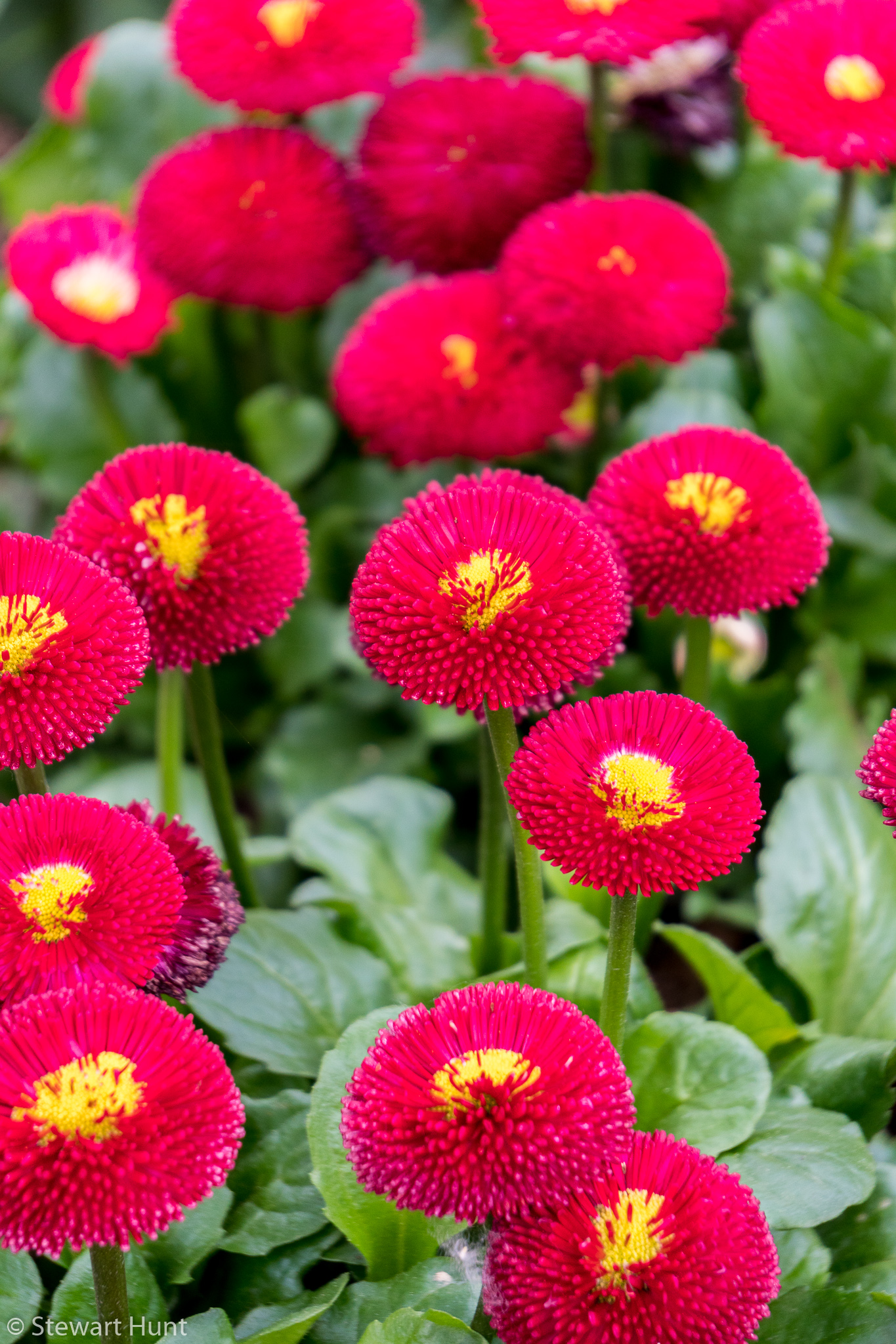 Vienna 2017 A6500 2392