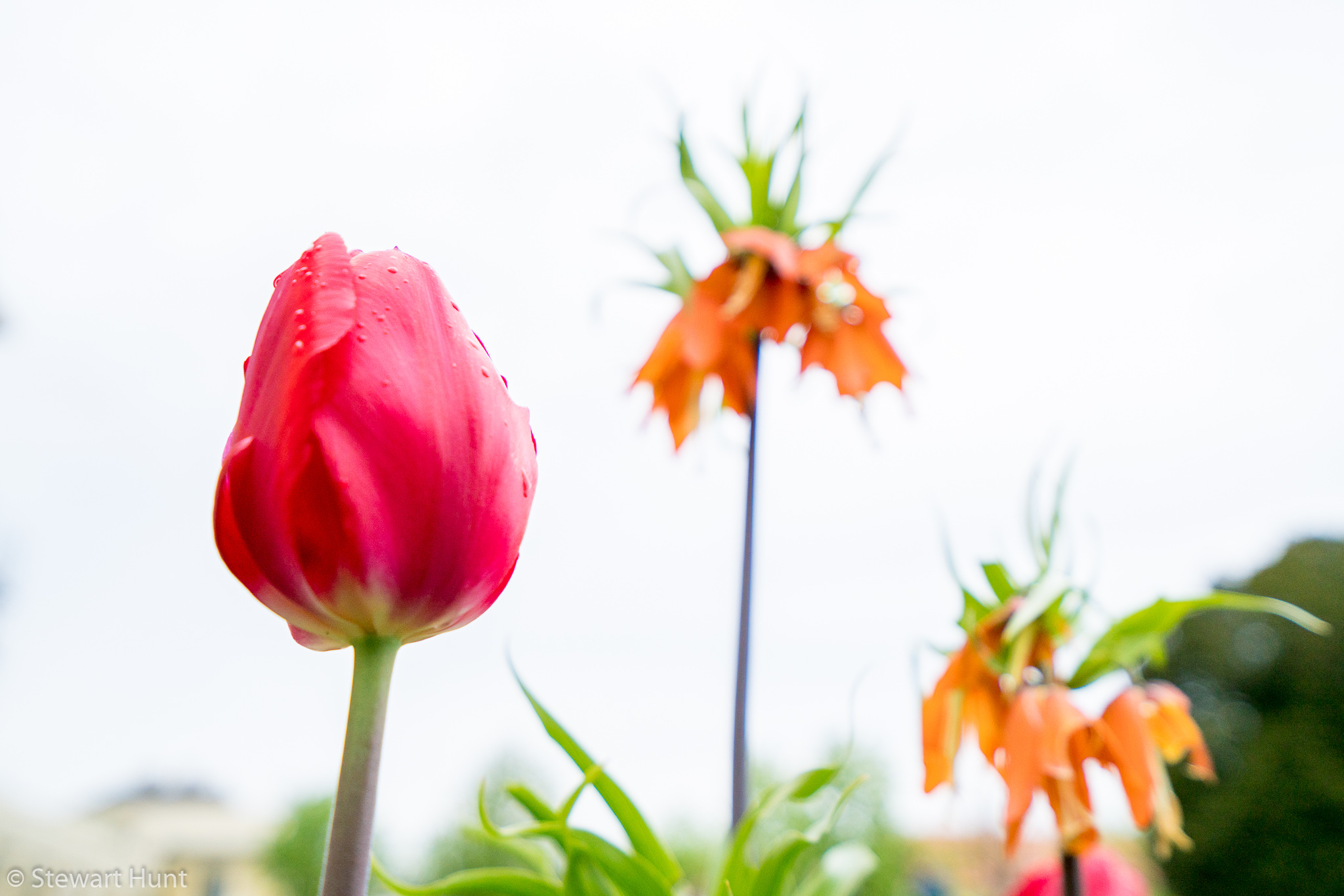 Vienna 2017 A7RII 7824