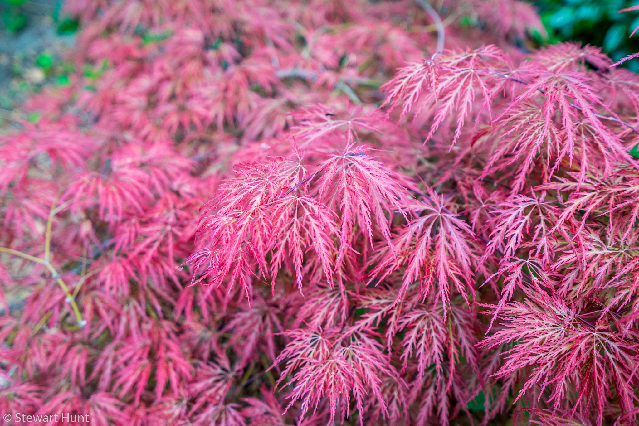 Vienna 2017 A7RII 7926