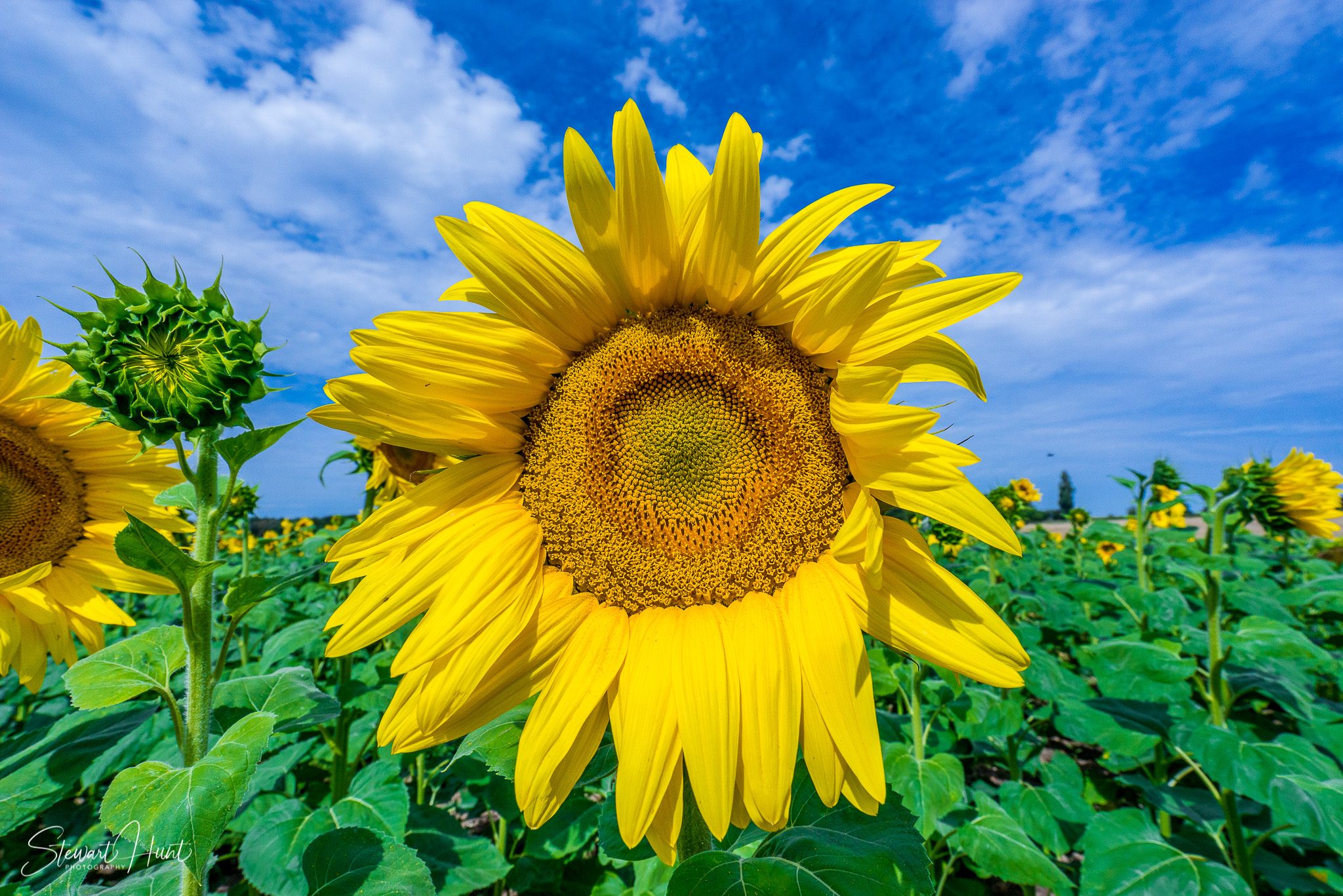 Loire Region Sunflowers