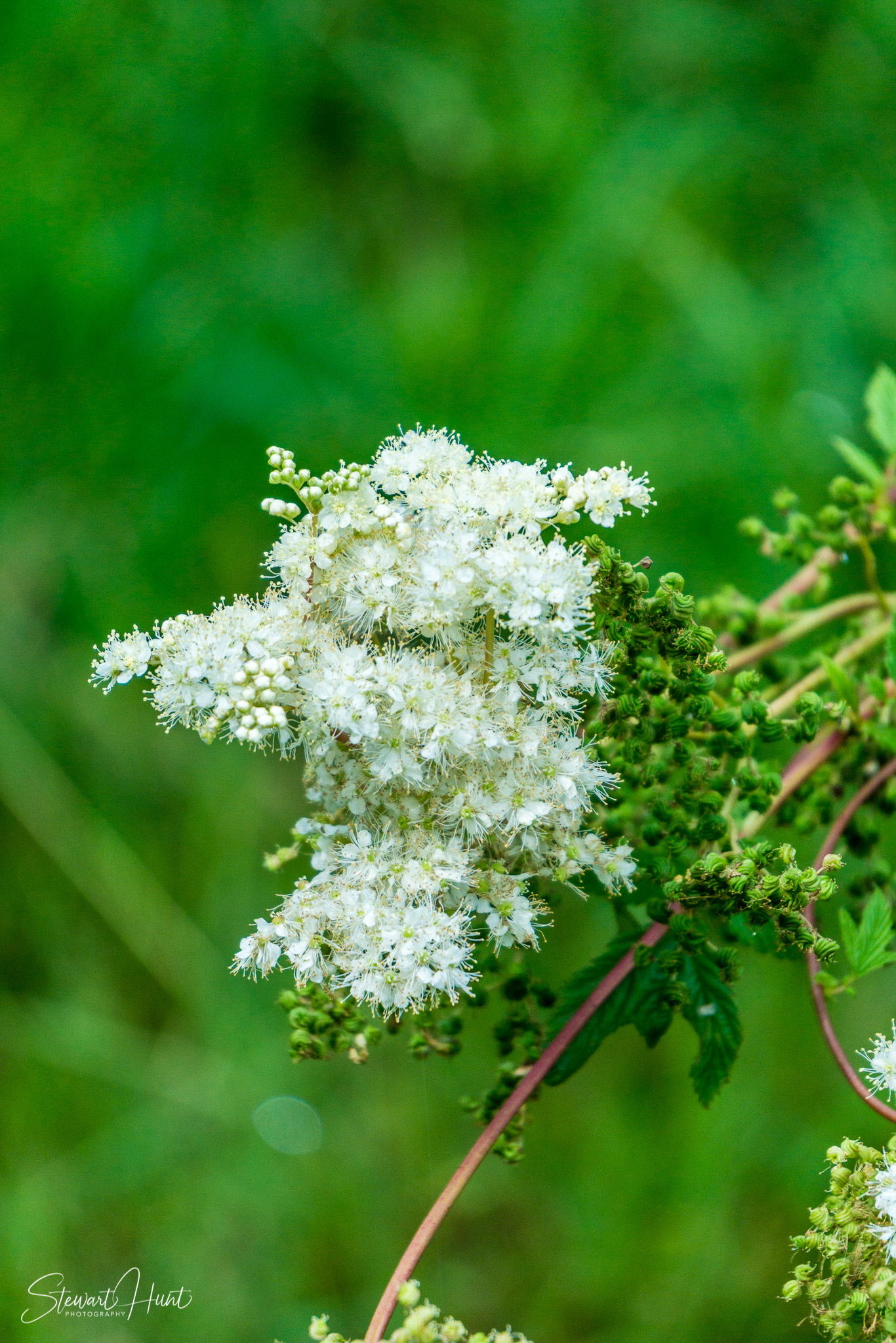 Kochel am See and Walcehsee and Walgau 0072