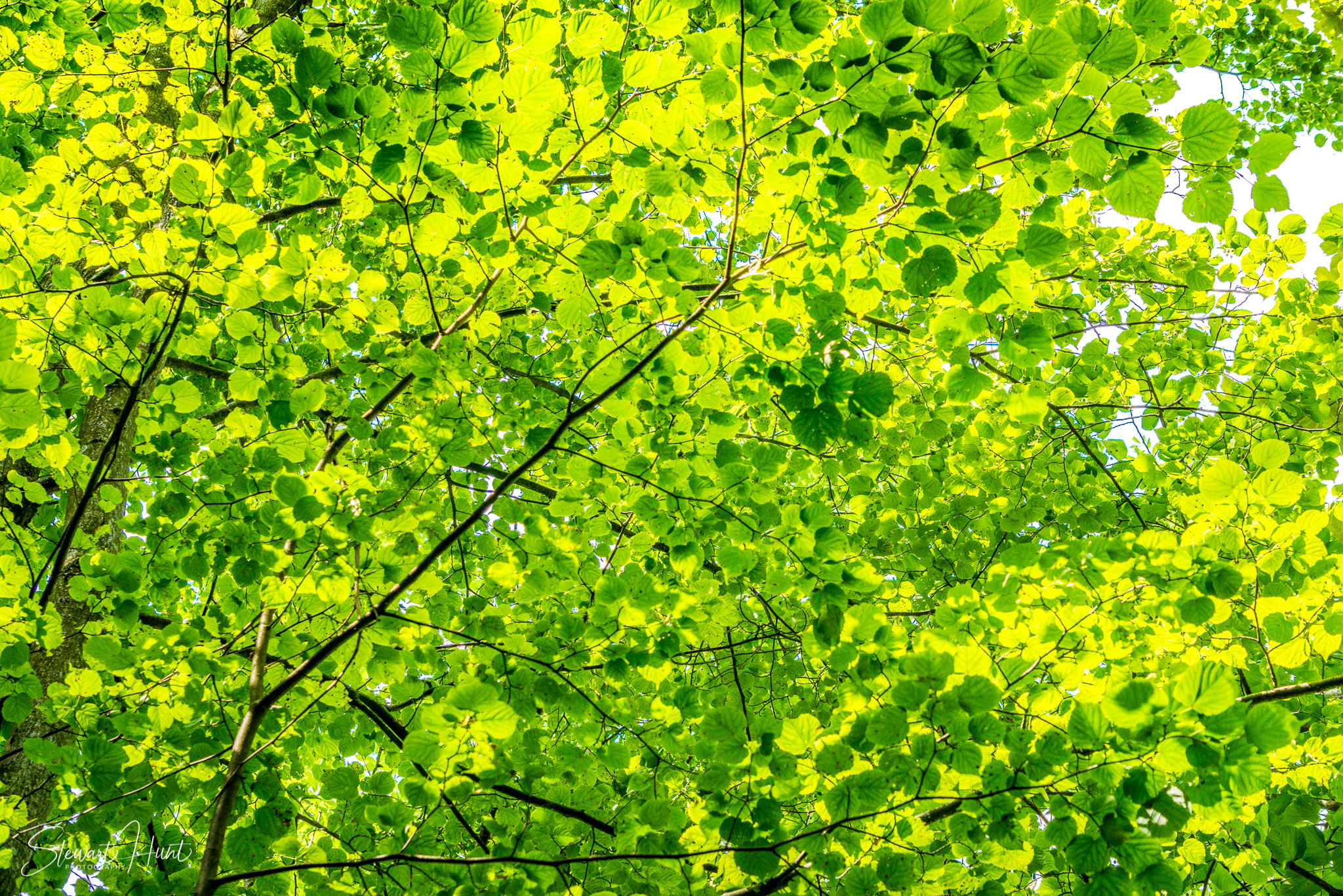 Kochel am See and Walcehsee and Walgau 0078