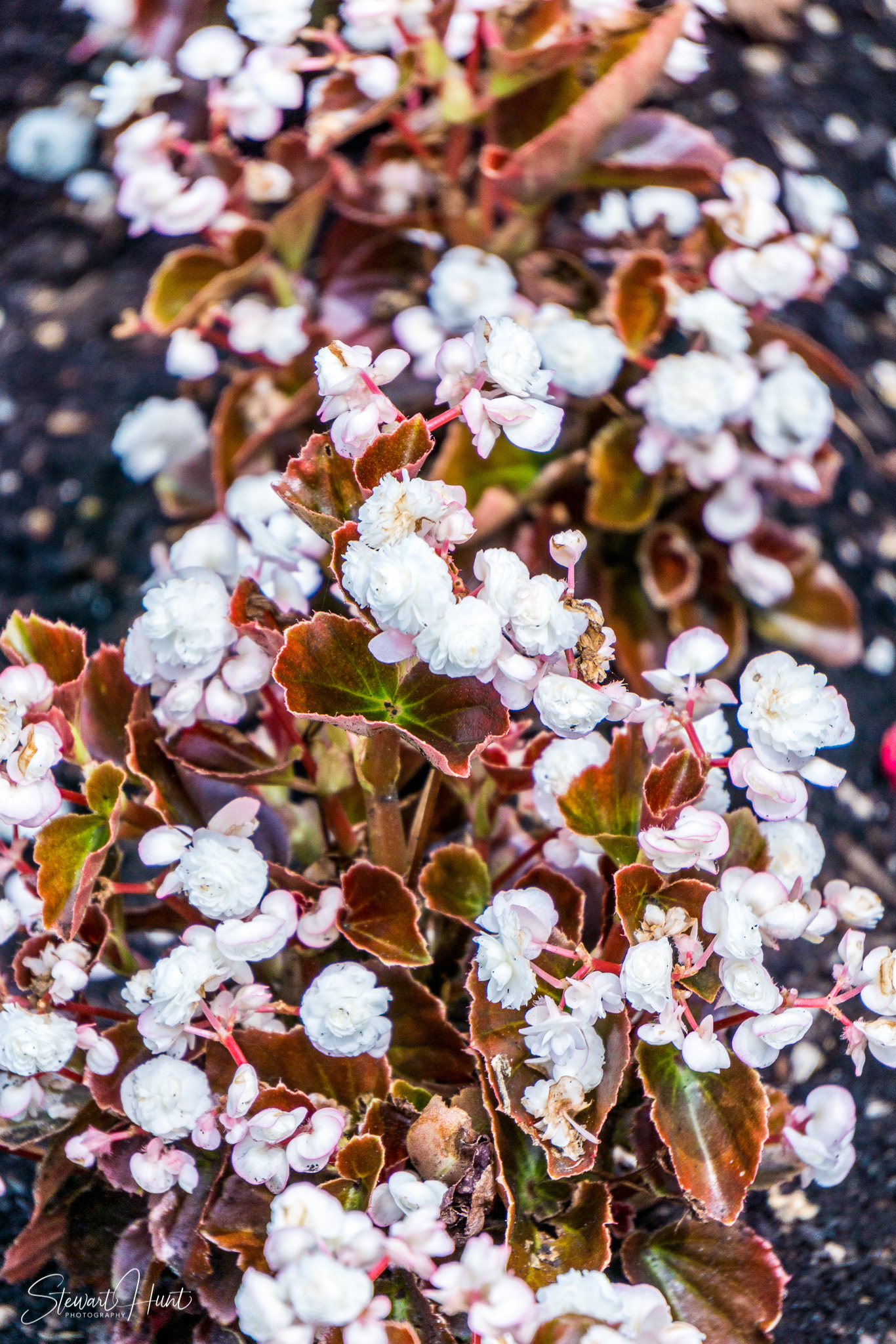 Kochel am See and Walcehsee and Walgau 0083