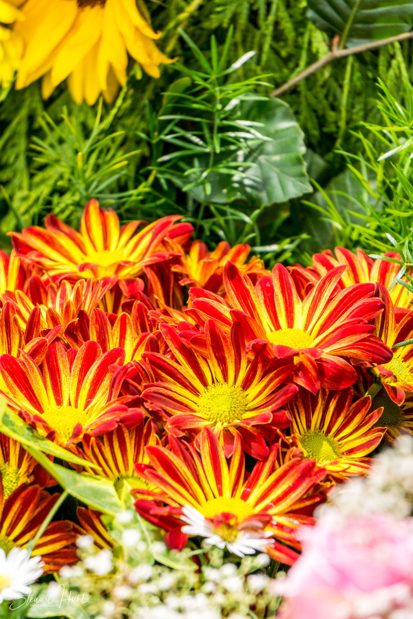 Kochel am See and Walcehsee and Walgau 0095