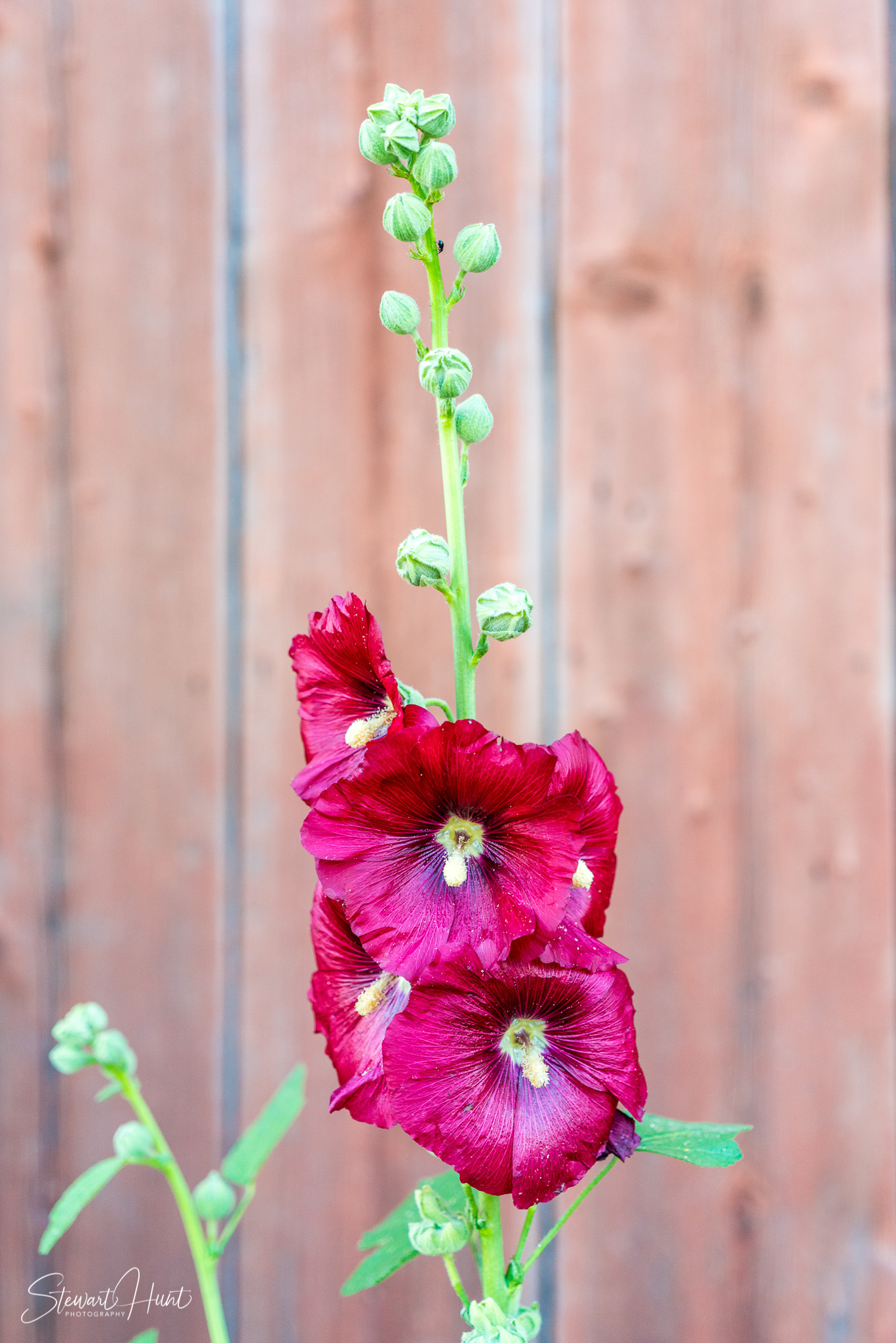 Kochel am See and Walcehsee and Walgau 03788